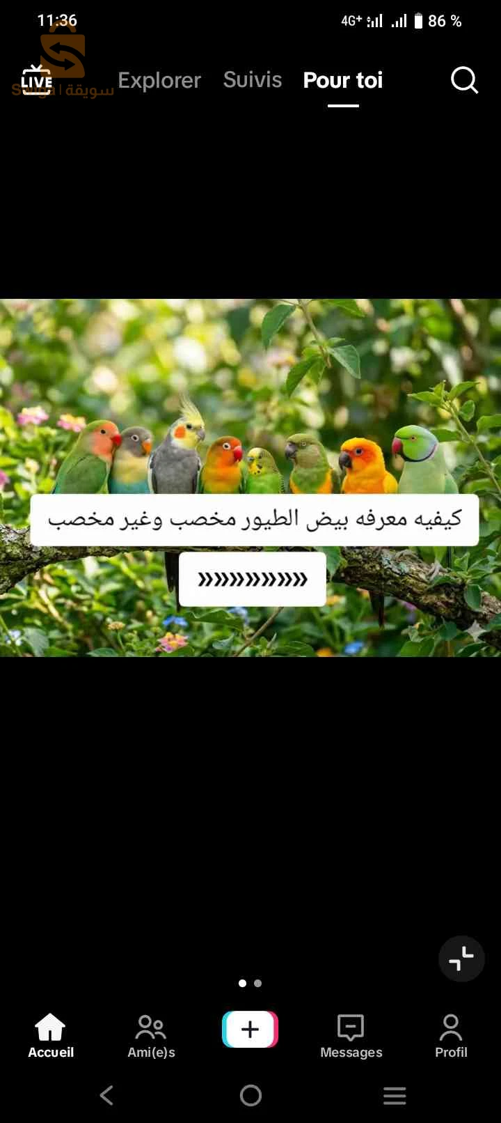 طيور