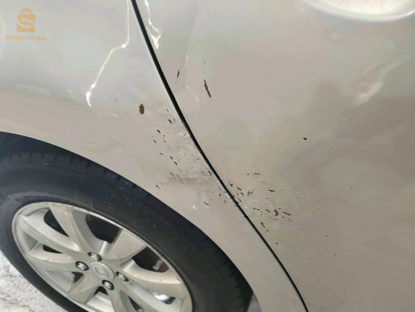 غريت وول 2013 12 تبسة