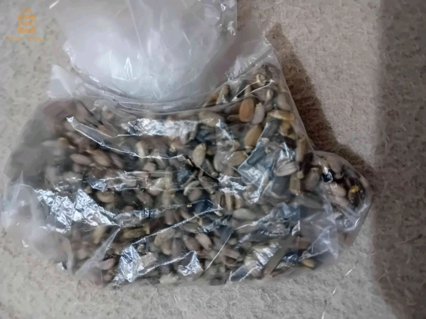 تصفية الكبد شوك الجمل حليب الجمل الخرفيشchardon marie