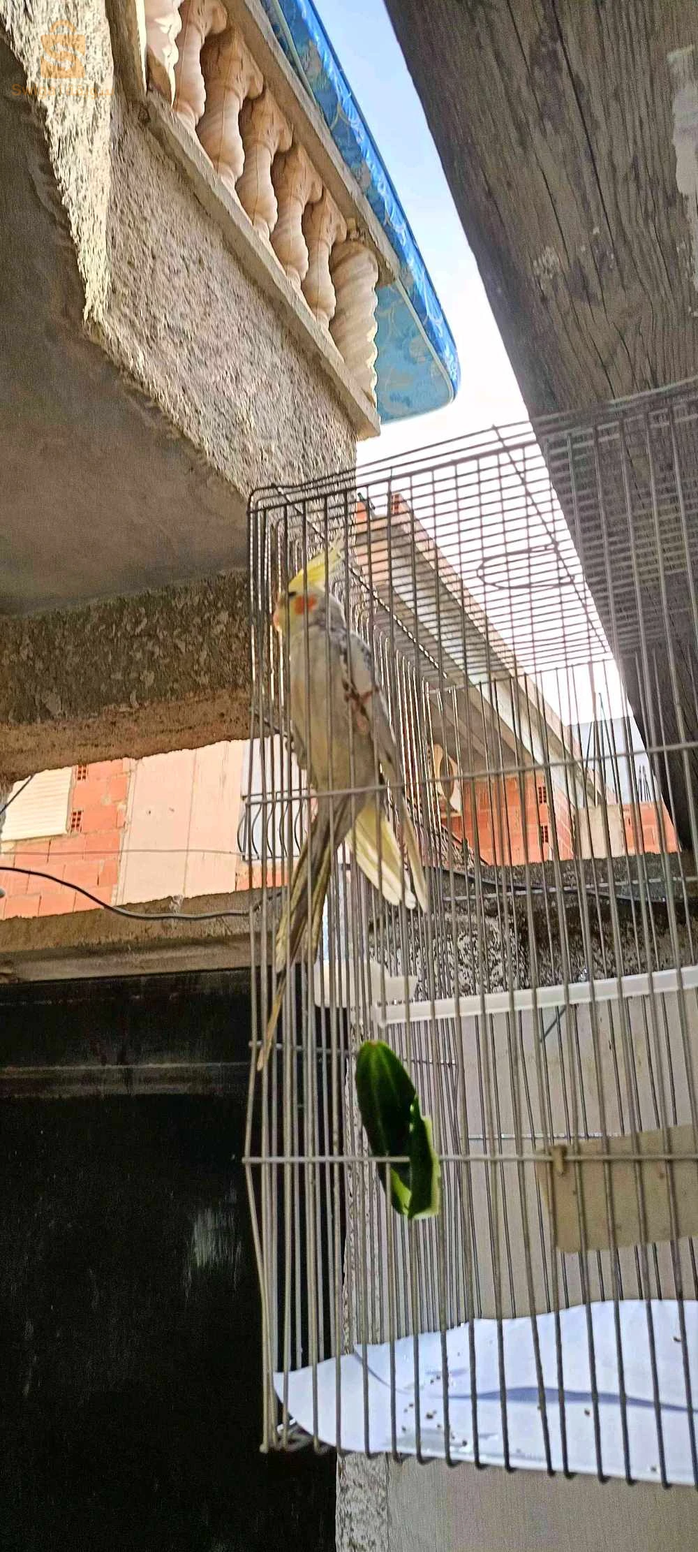 كالوبسيت (إيزابيل)