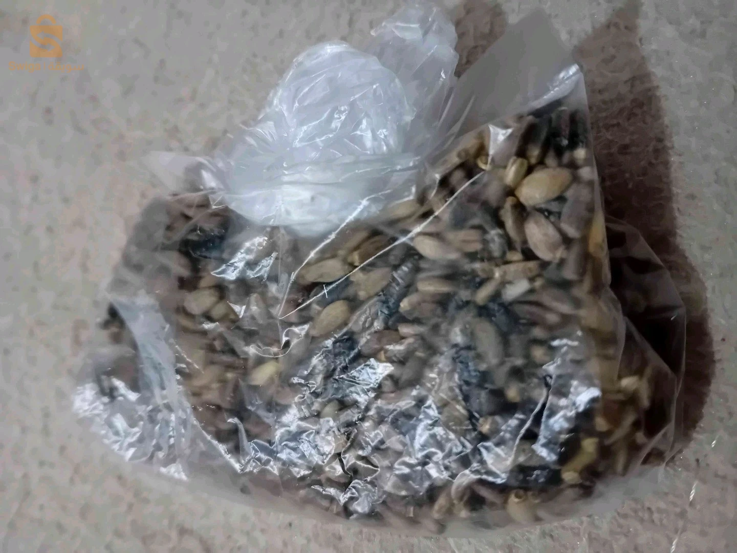 تصفية الكبد شوك الجمل حليب الجمل الخرفيشchardon marie