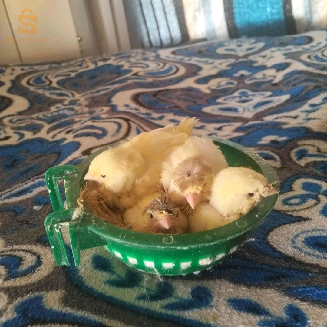 كناري