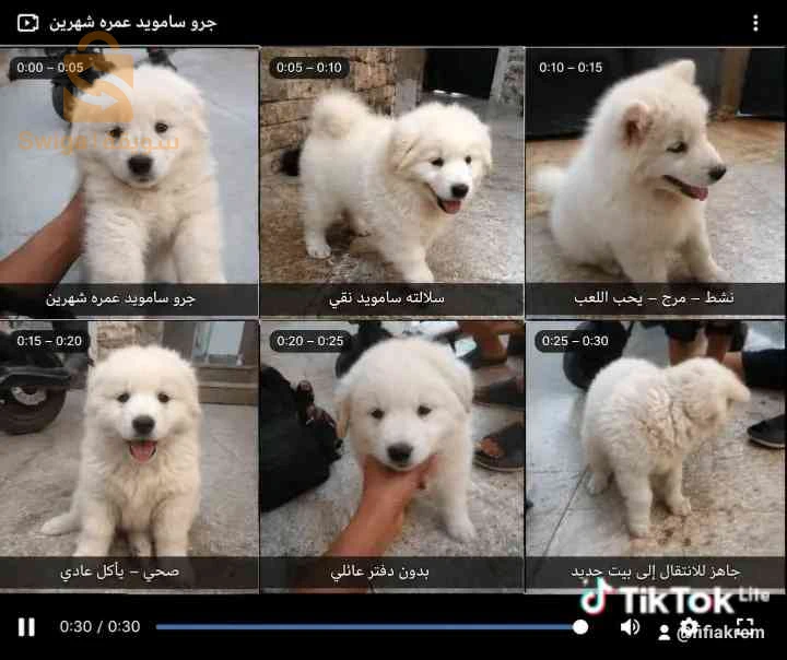 للبيع الجرو