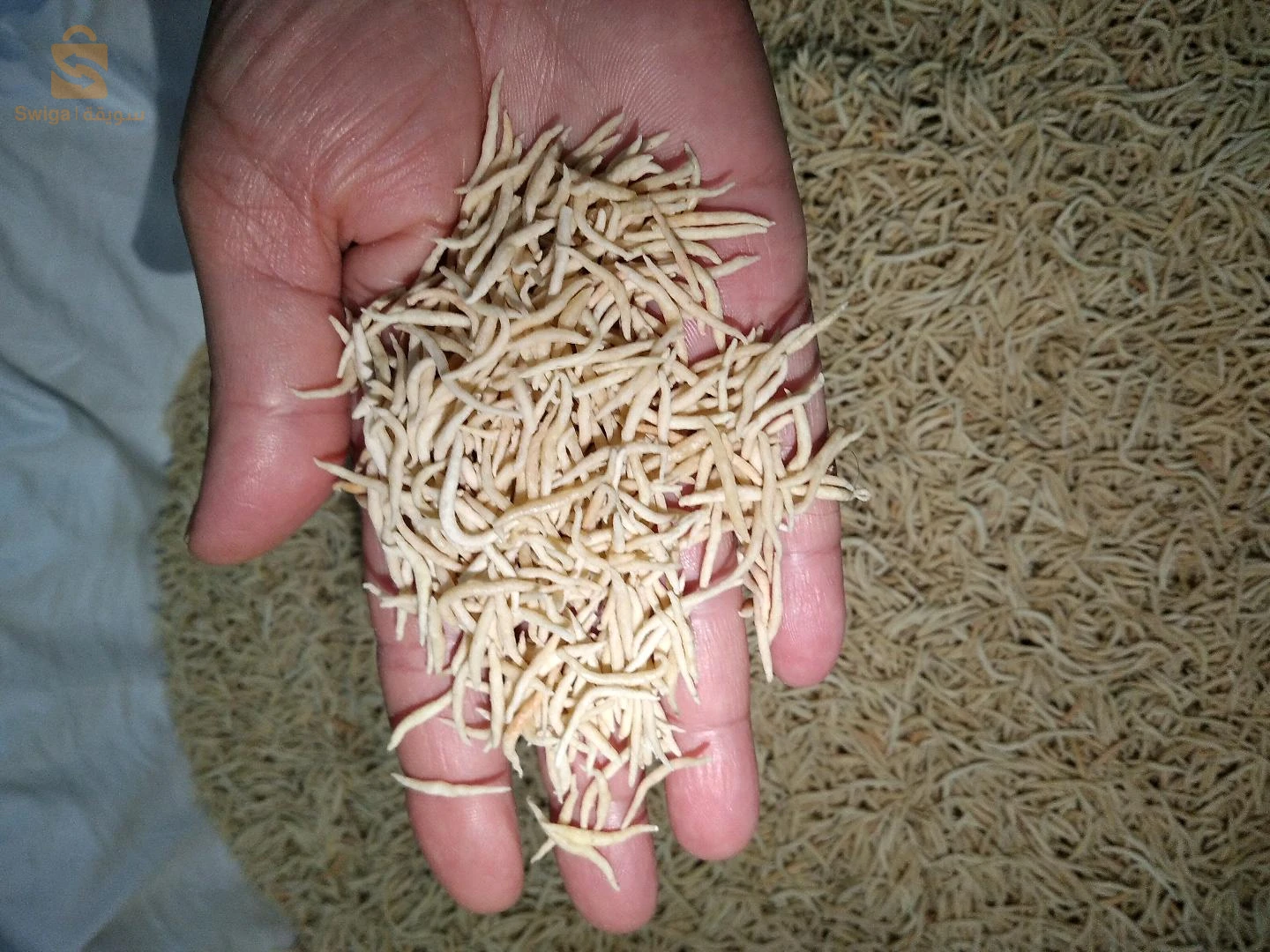 مقارن
