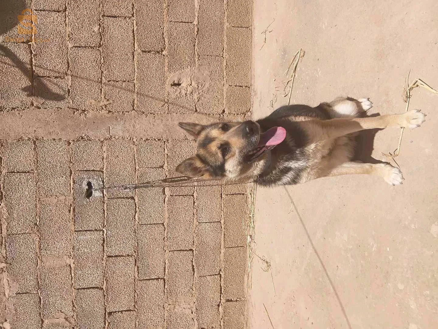 بارجي