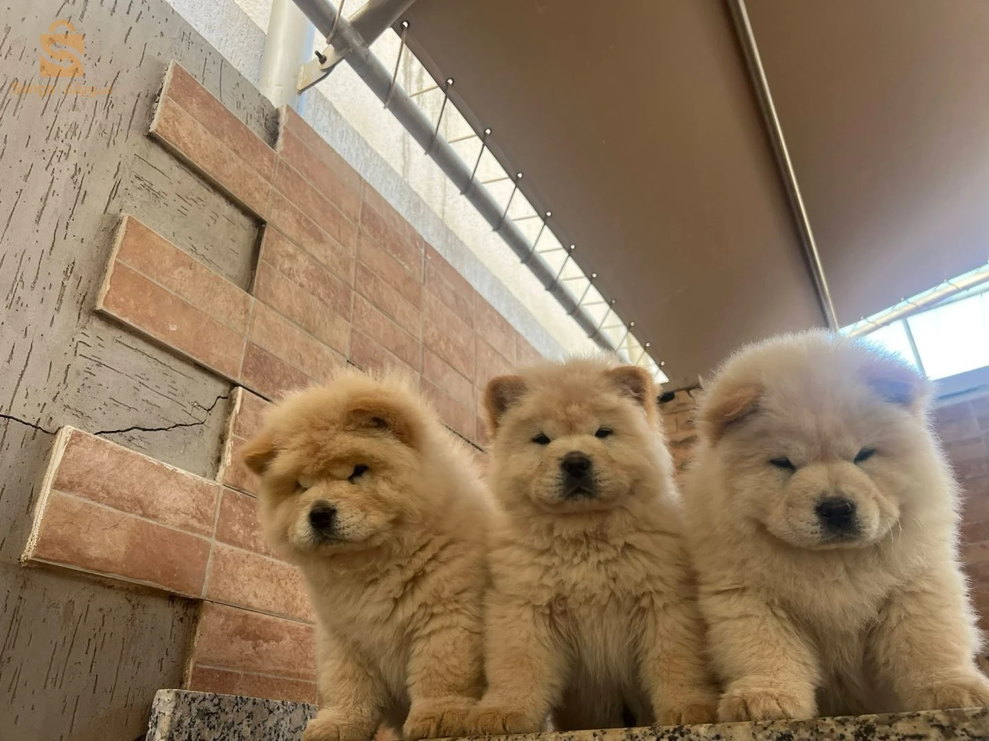 chowchow