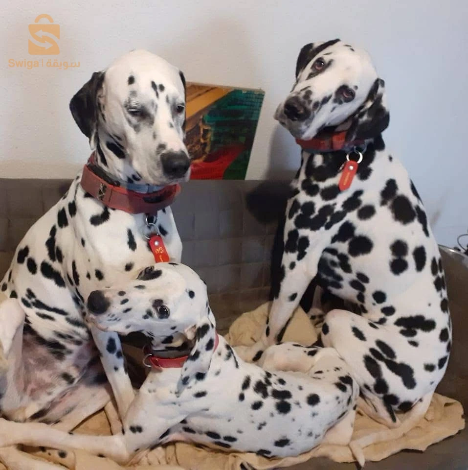 Dalmatiens
