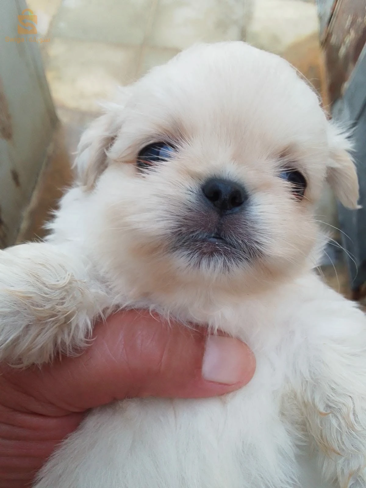 des chiots pékinois