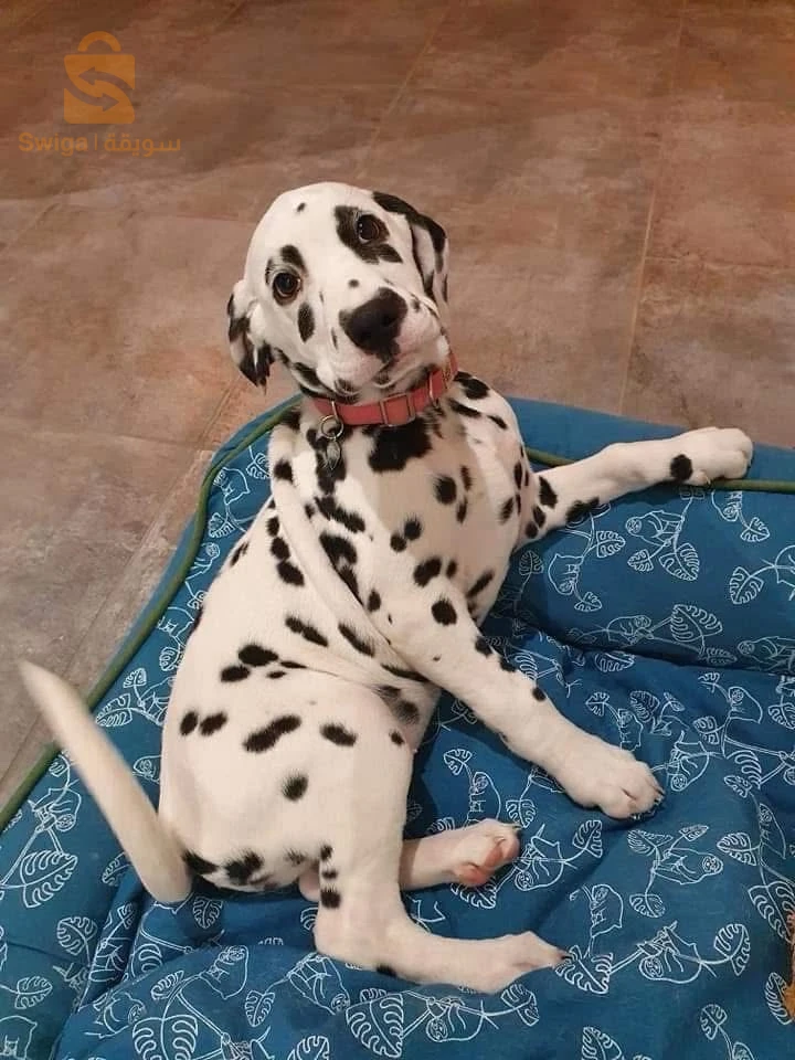 Dalmatiens
