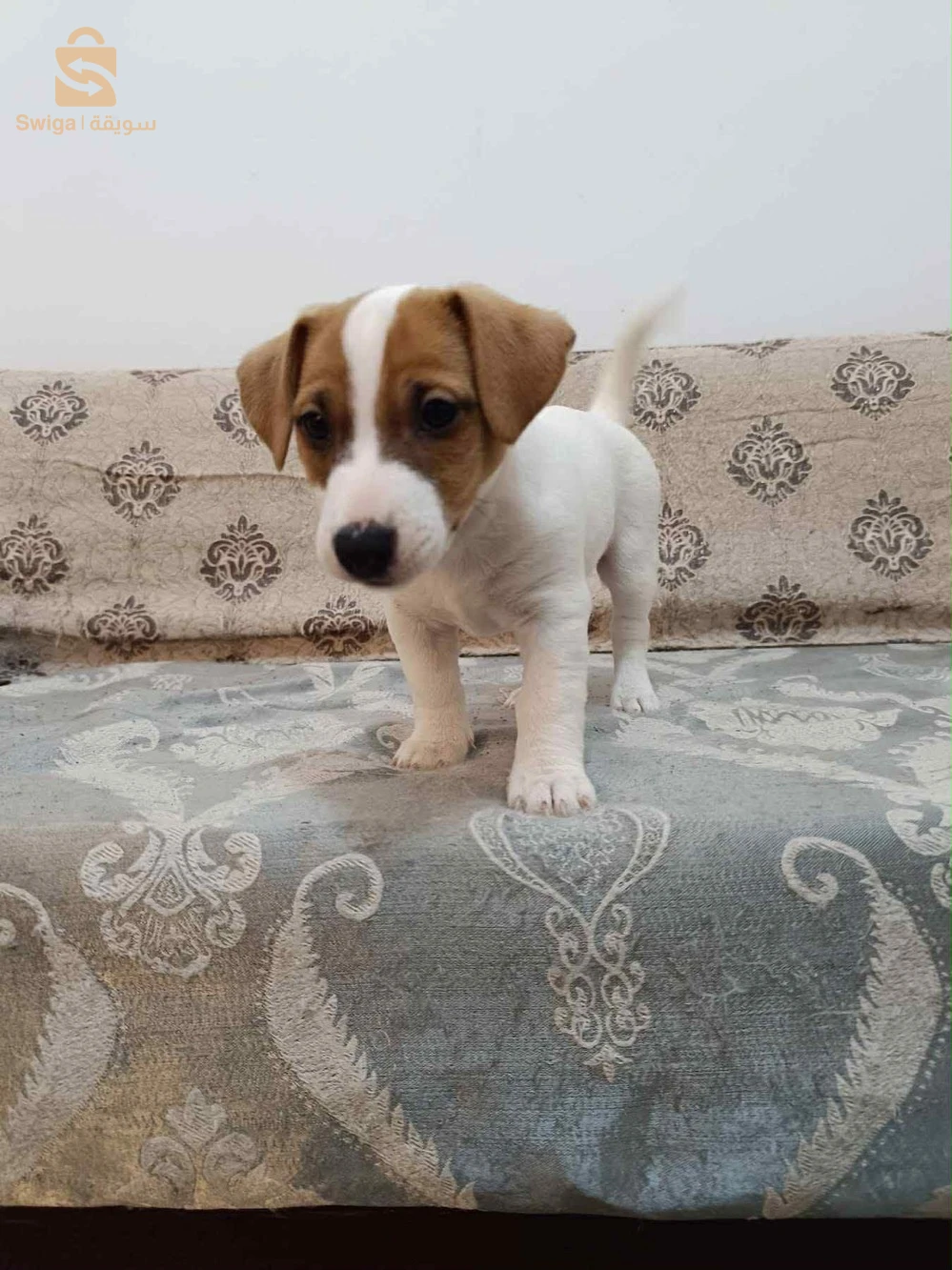 Jack Russell