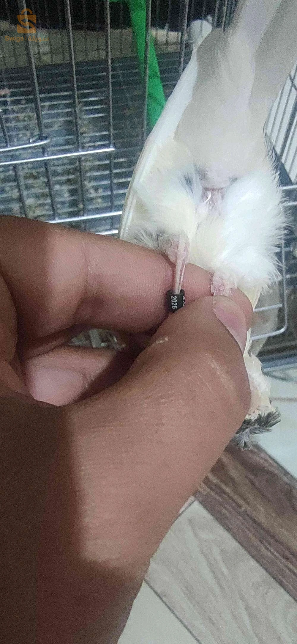 كناري لاراص و كاين مقنين لمن يهمه الامر