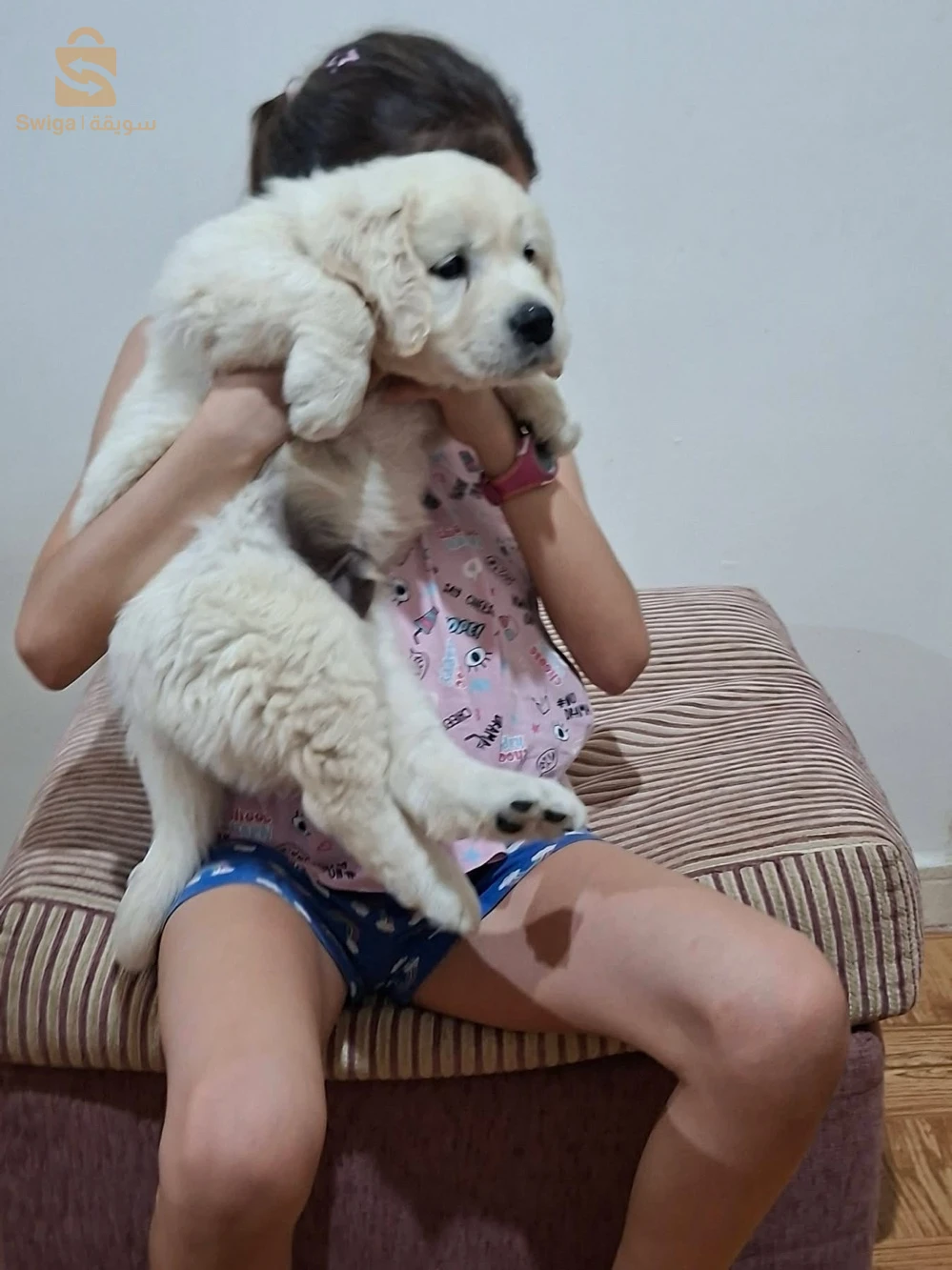 chiots Golden retriever