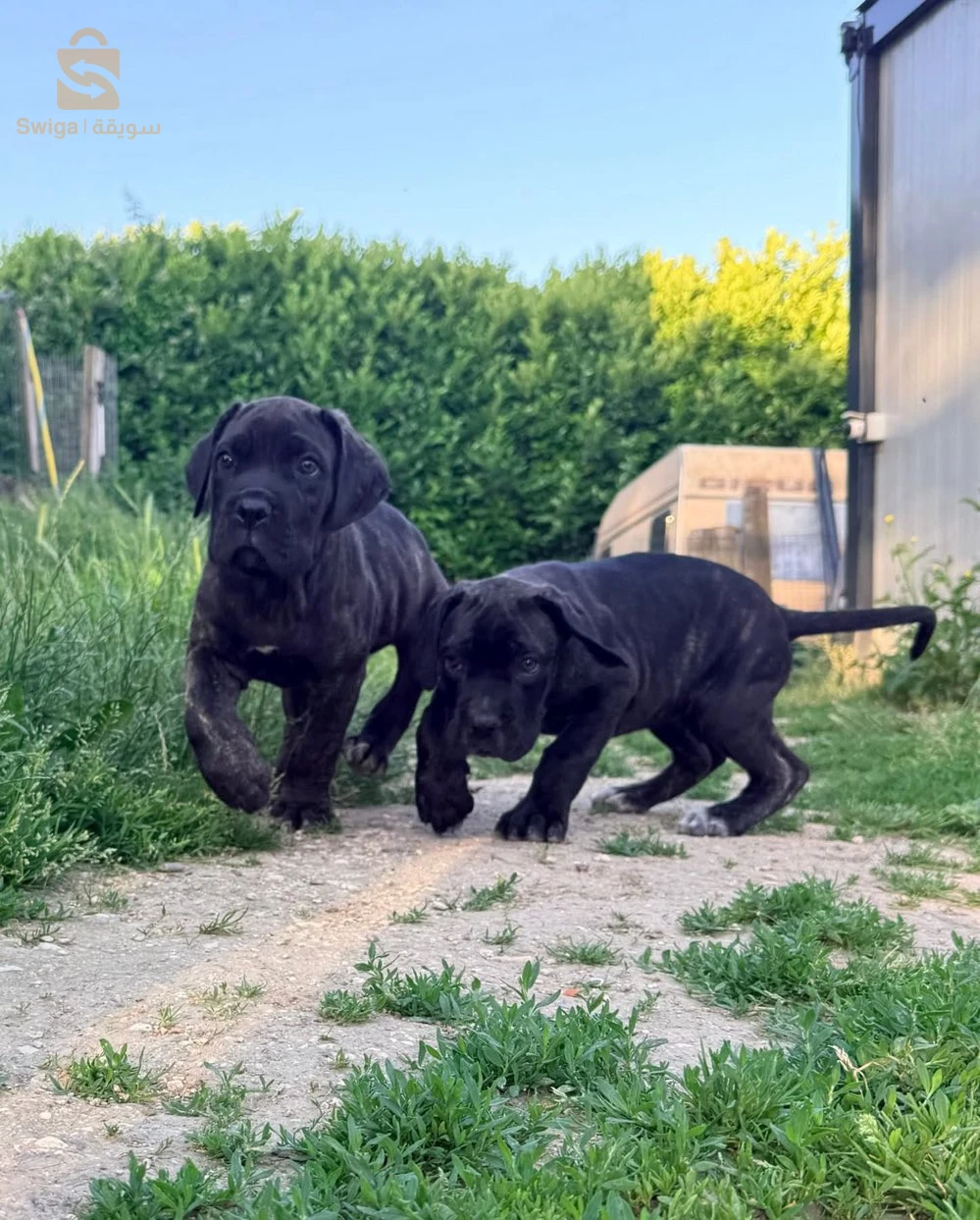 cane corso