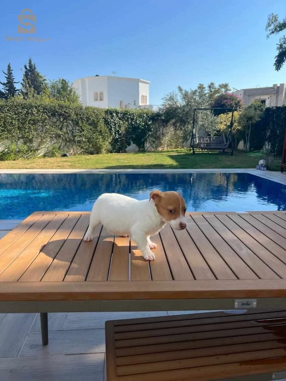Jack Russell