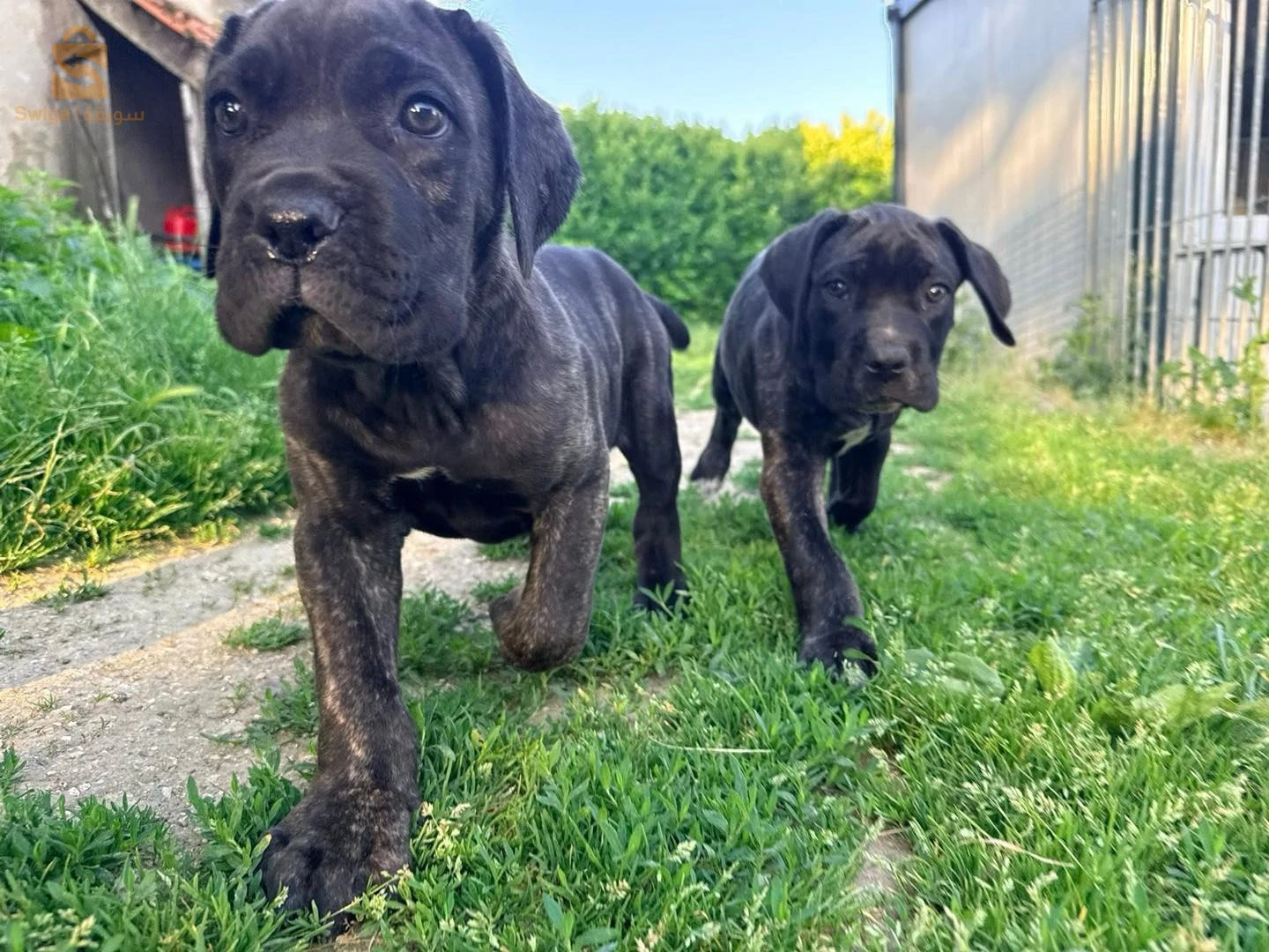 cane corso