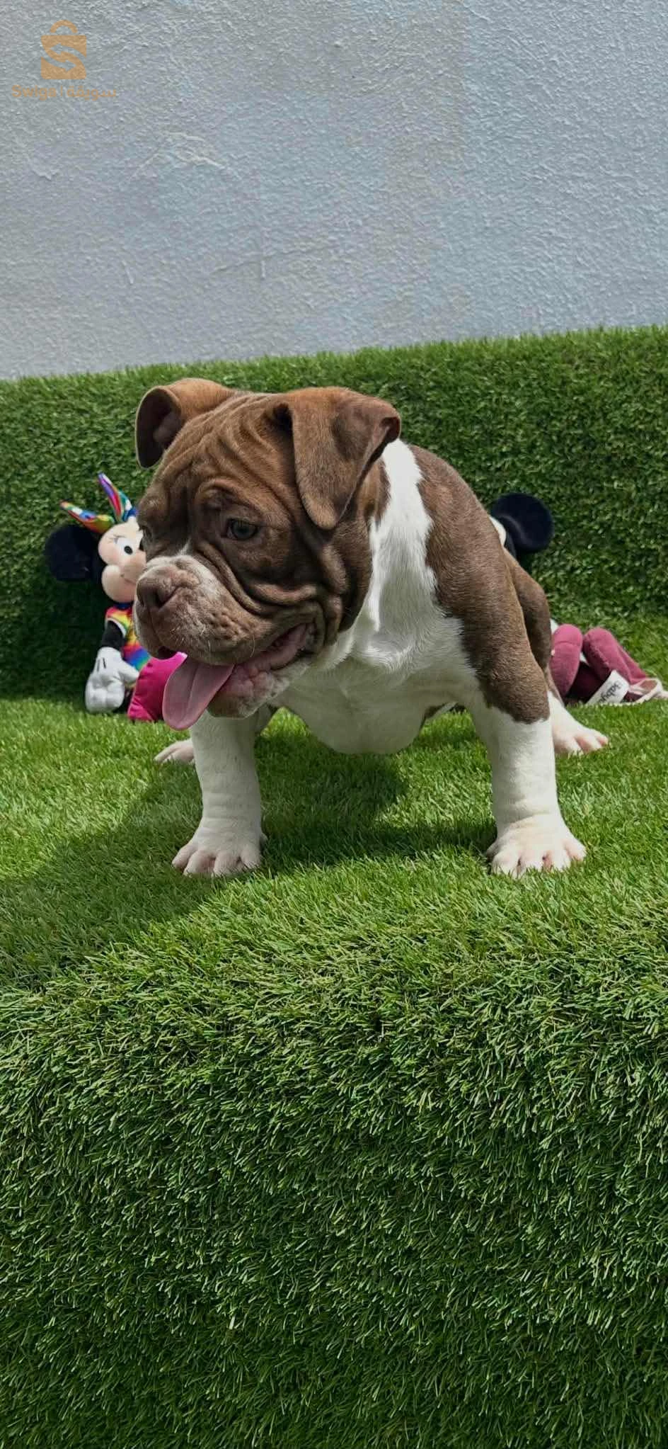 Americains BUlly