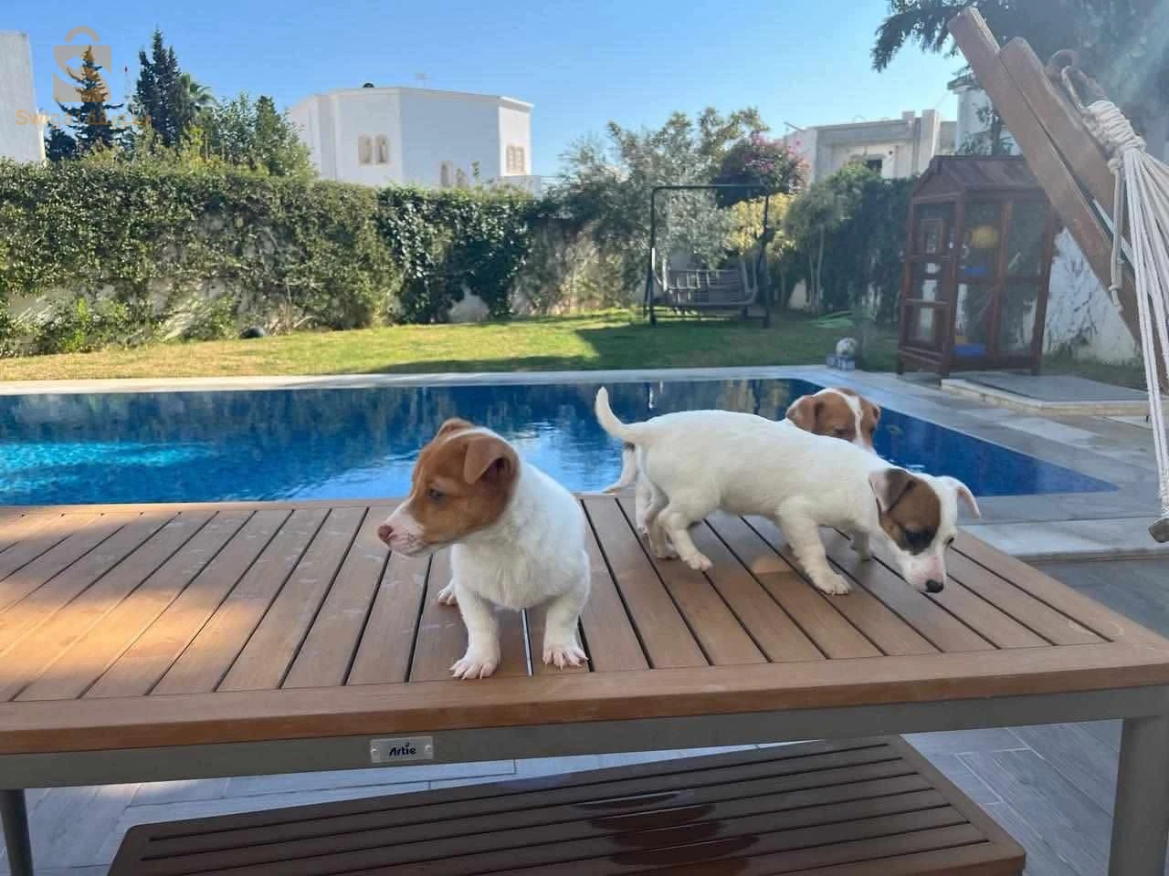 Jack Russell