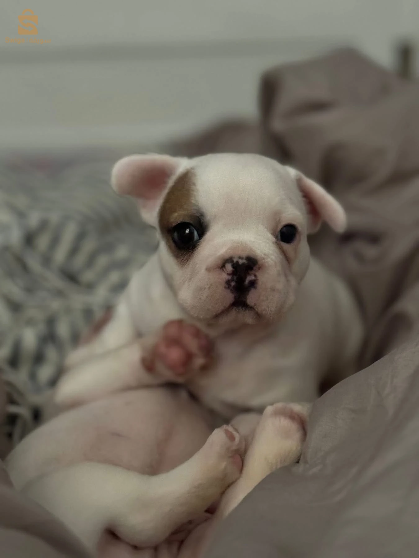 bouledogue Francais