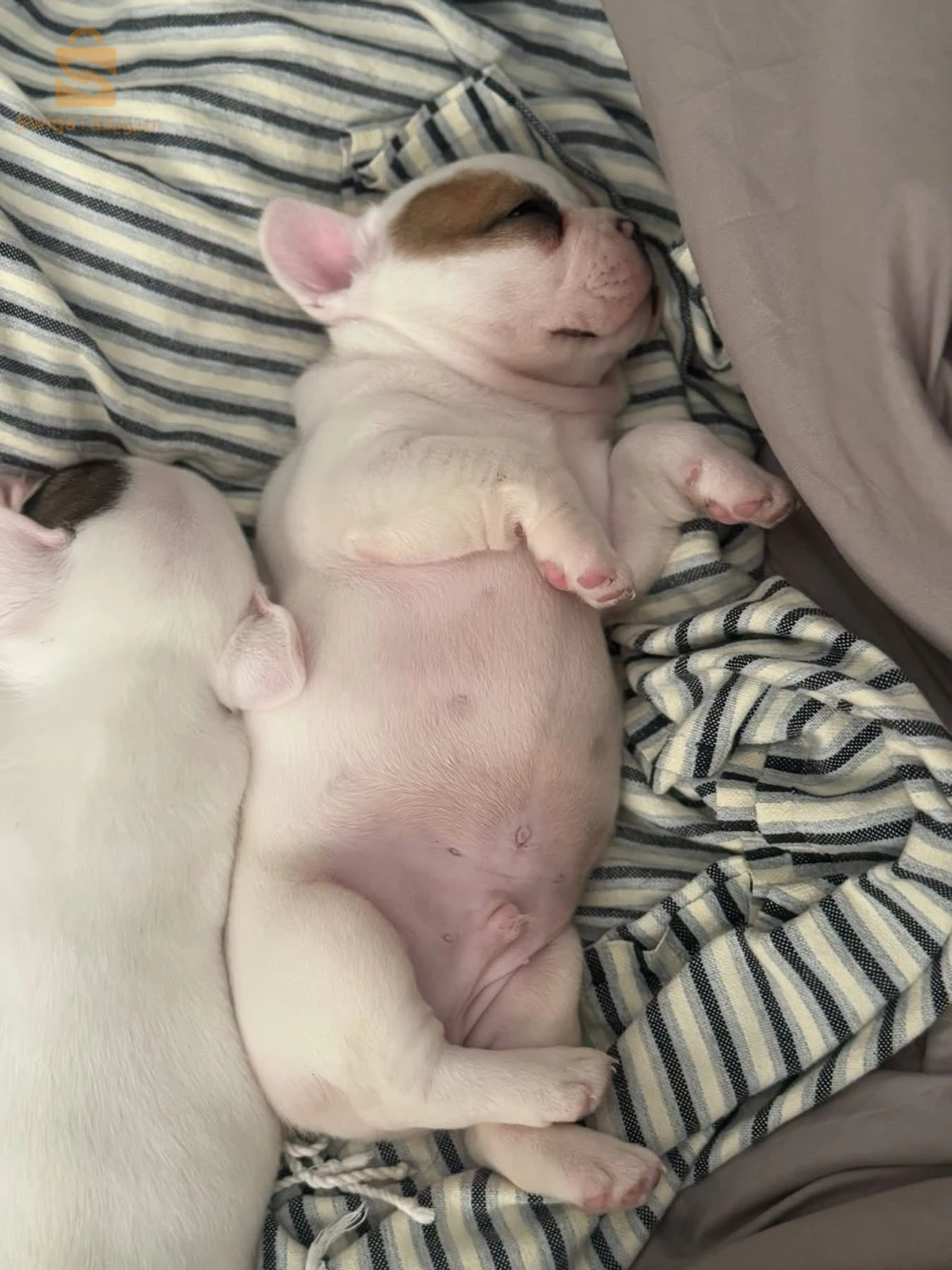 bouledogue Francais