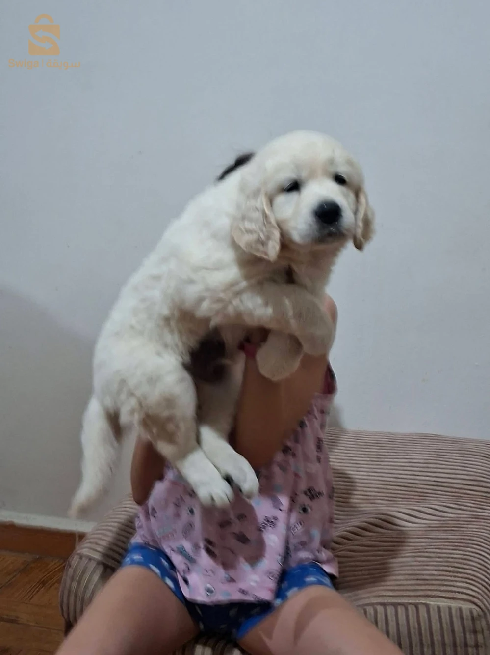 chiots Golden retriever