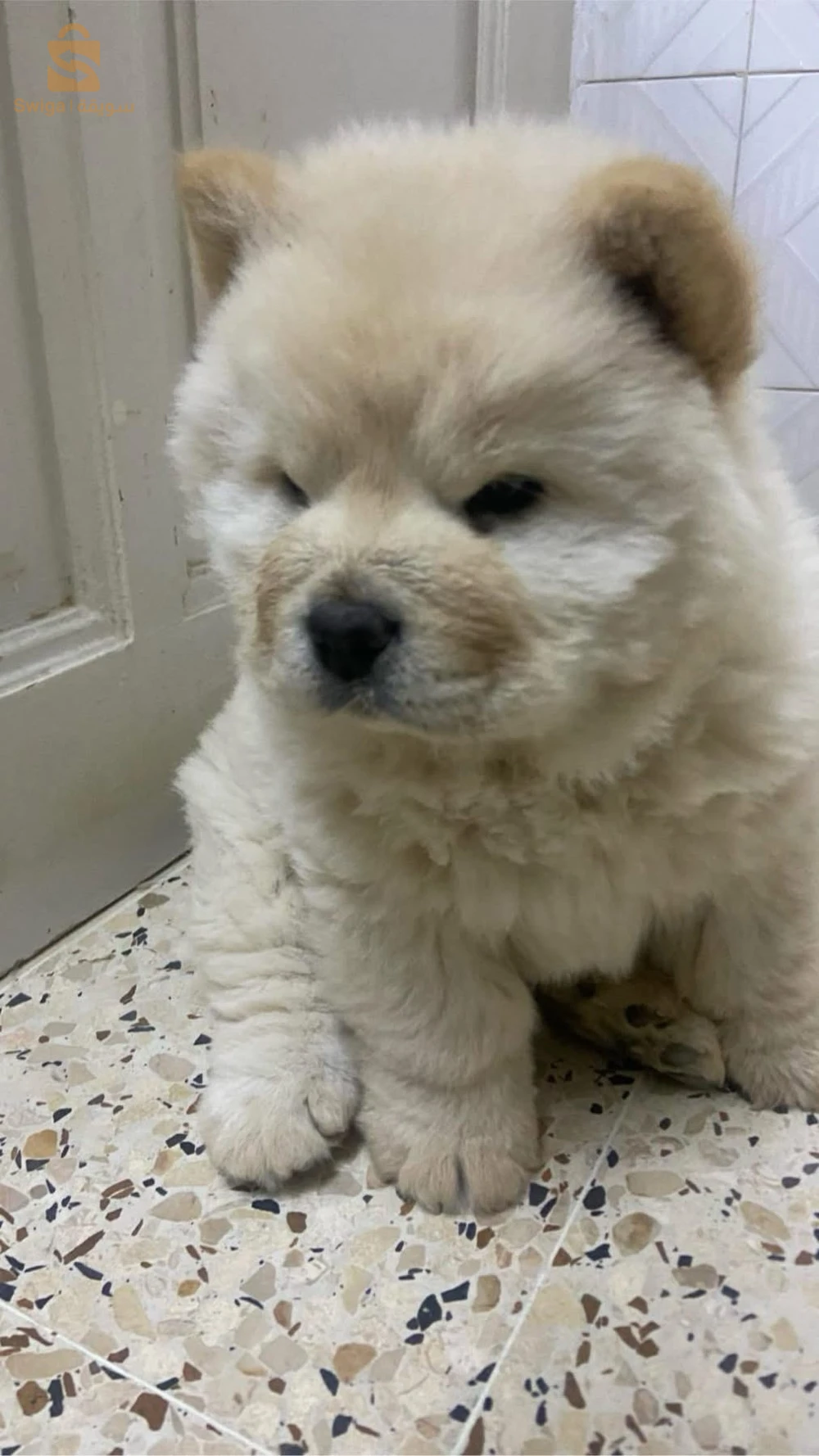 chowchow