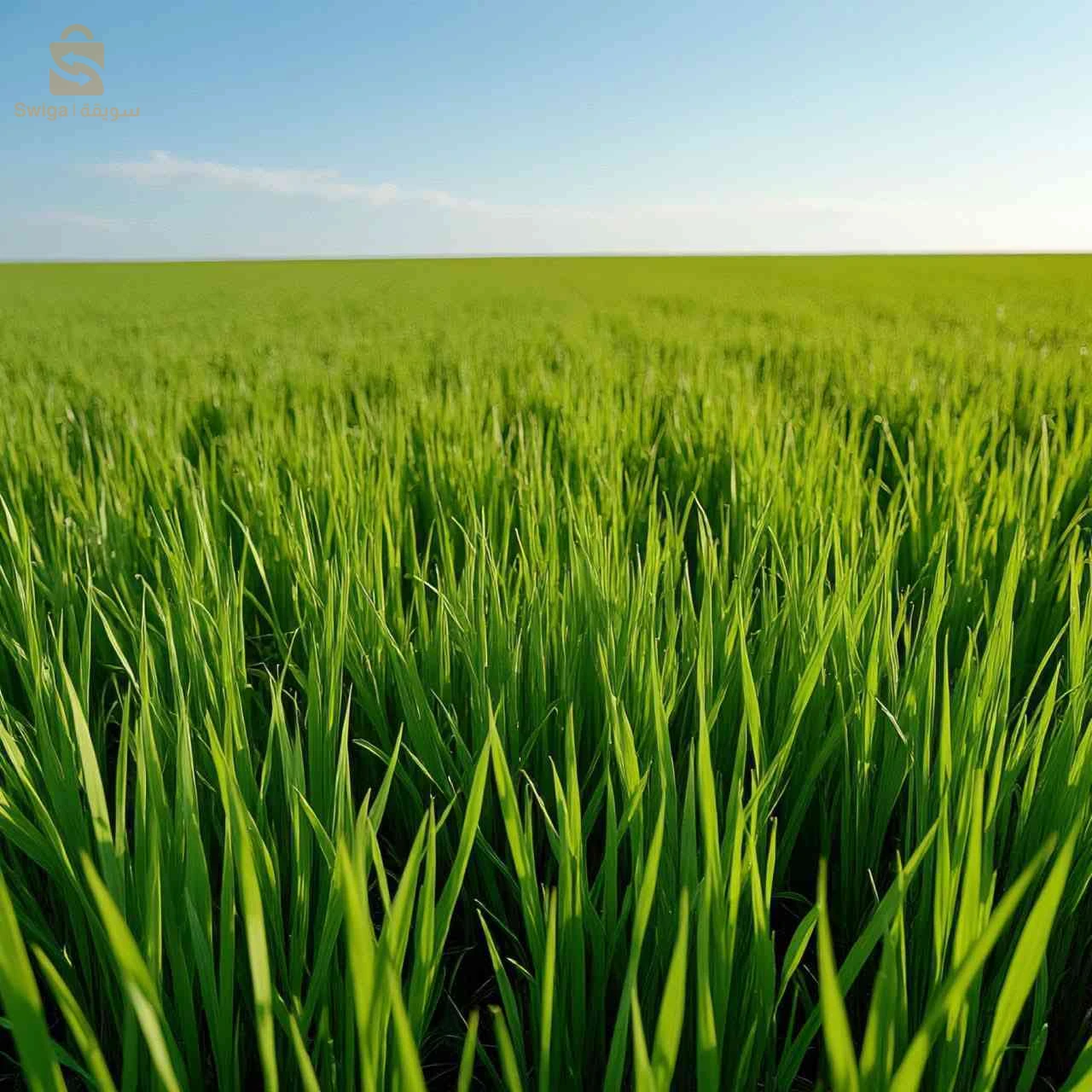 AVENDRE OU A LOUER 20 HECTARES