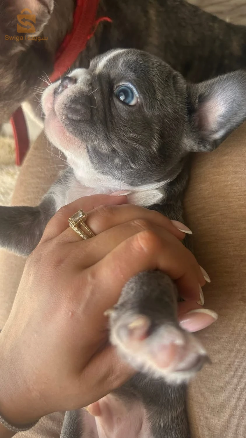 bouledogue Francais