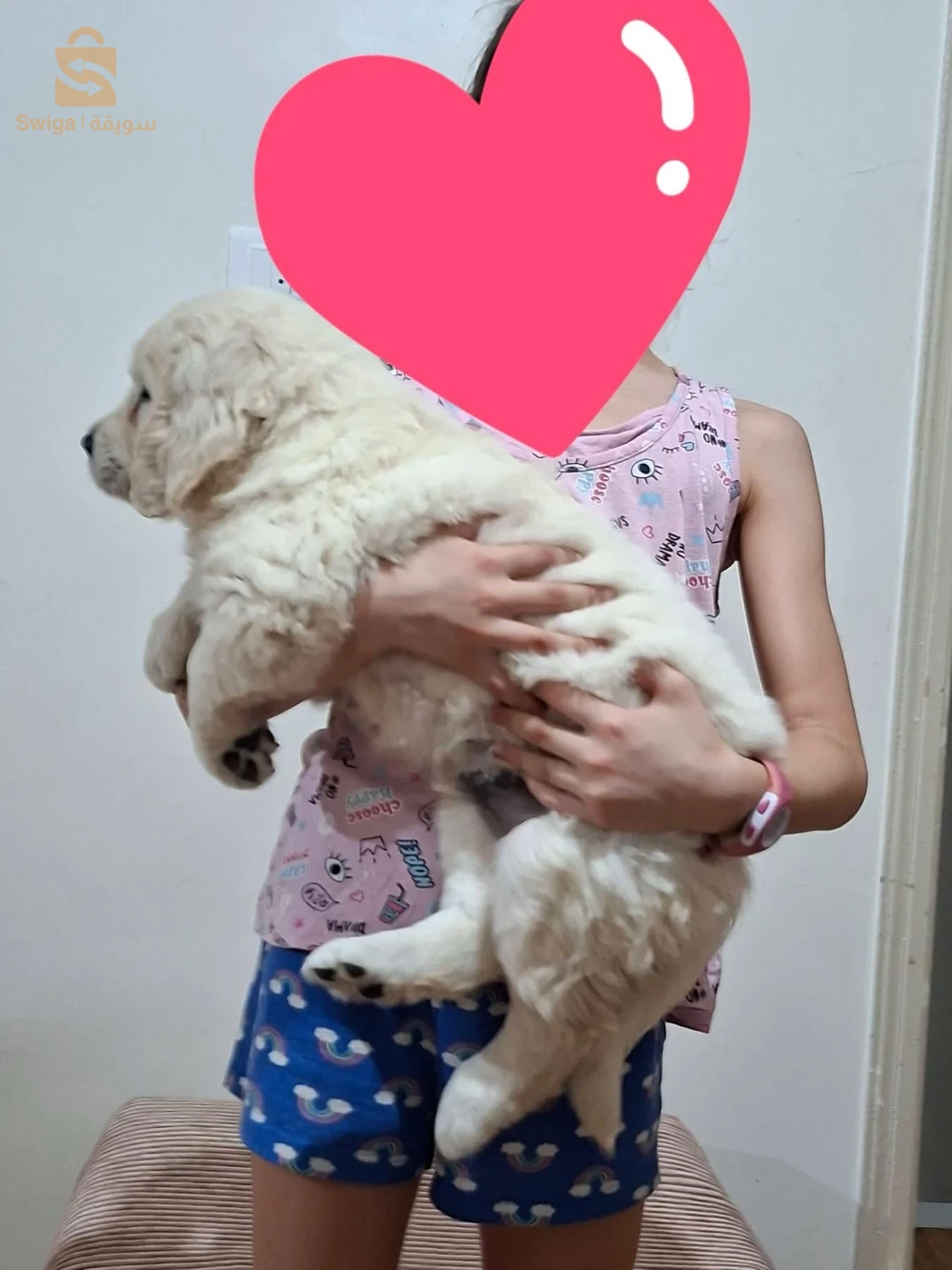 chiots Golden retriever