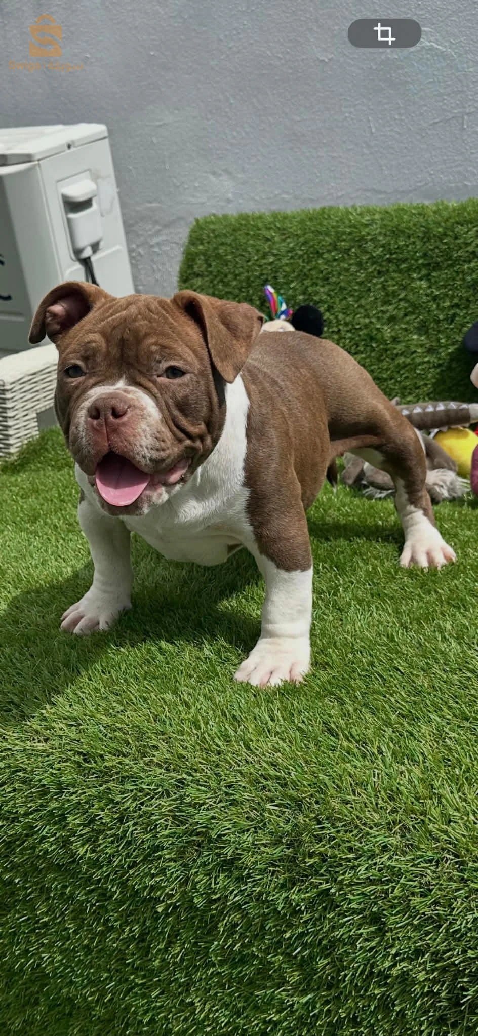 Americains BUlly