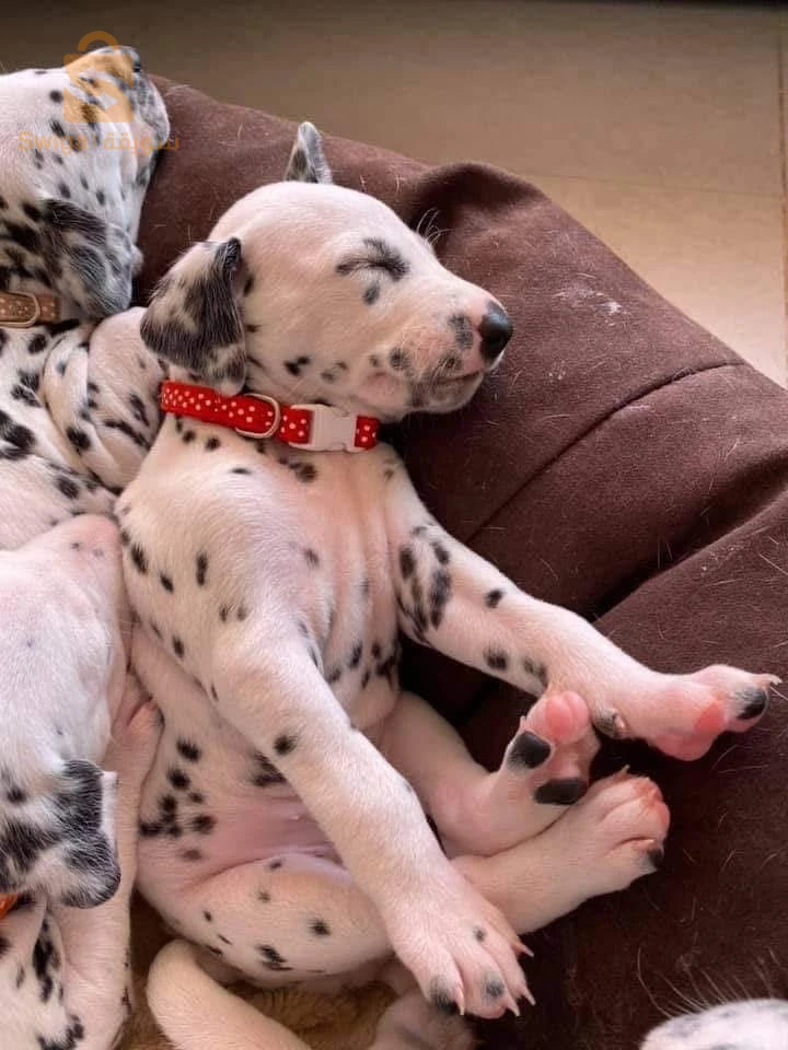 Dalmatiens