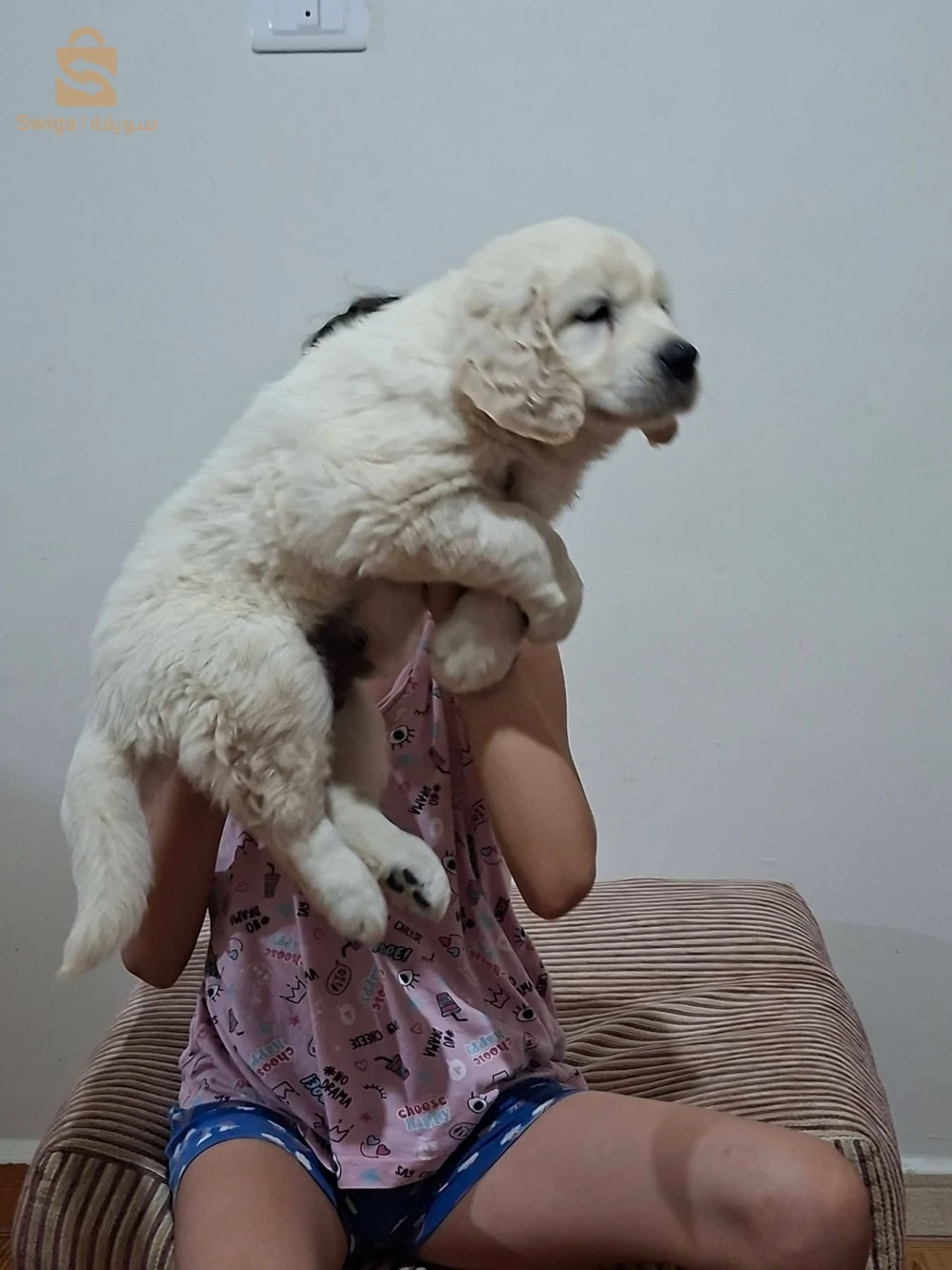 chiots Golden retriever