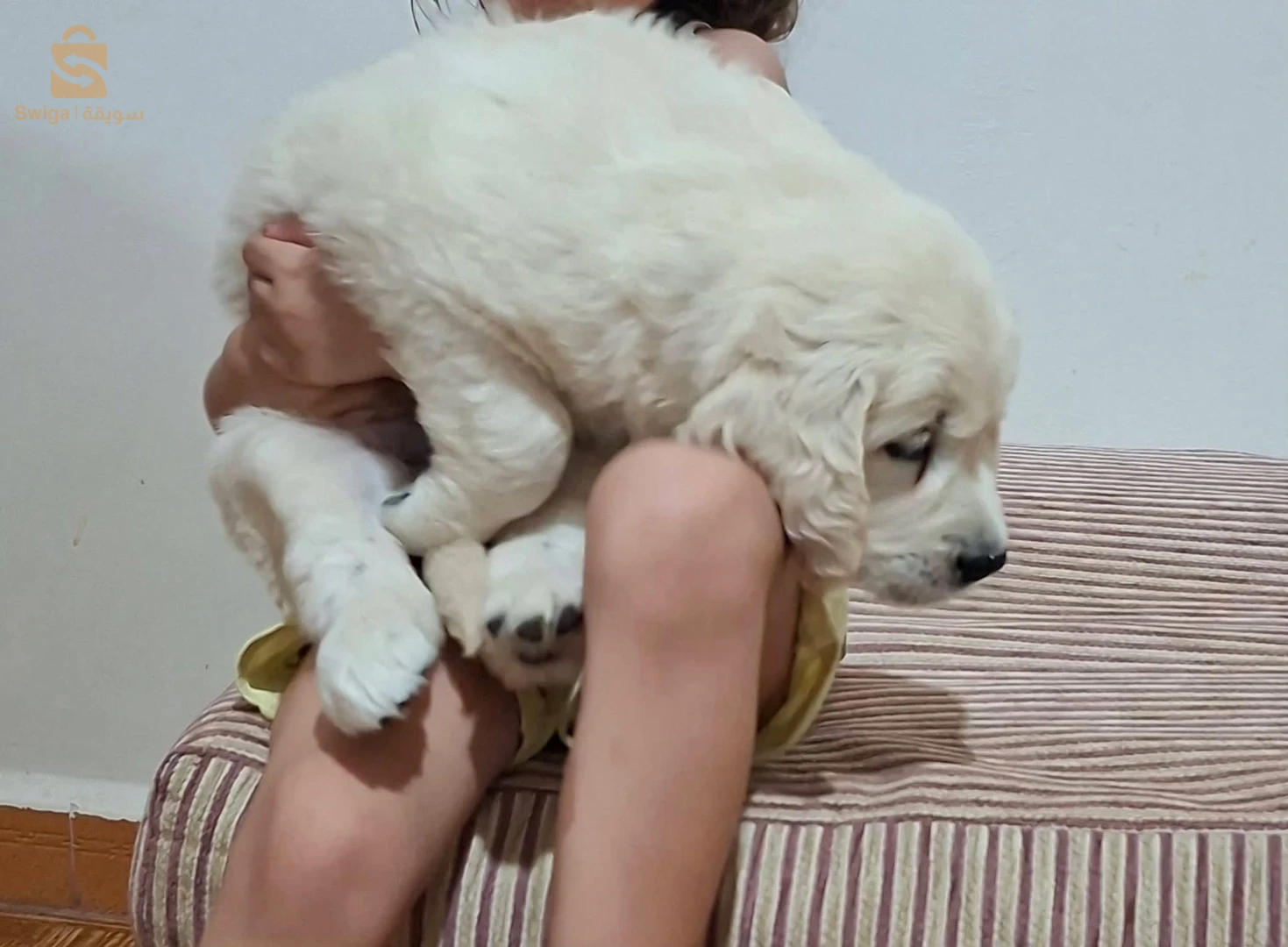 chiots Golden retriever