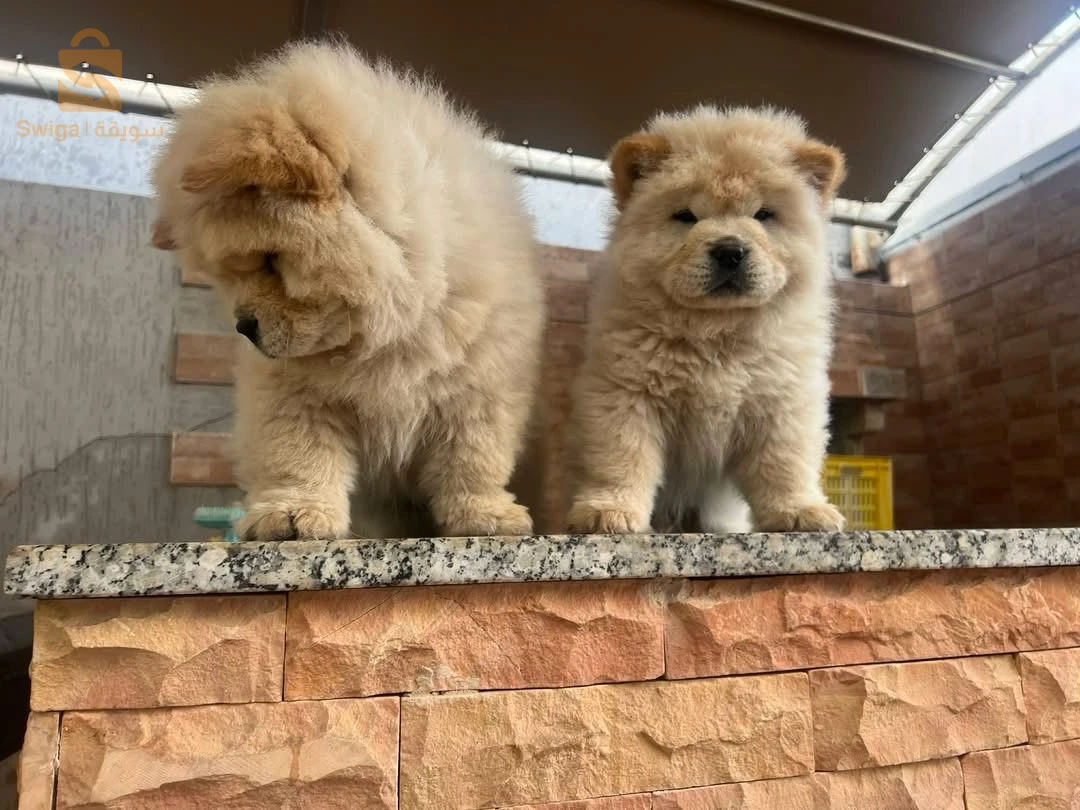 ChoWChow