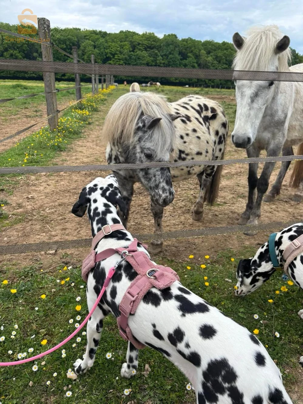 Dalmatiens