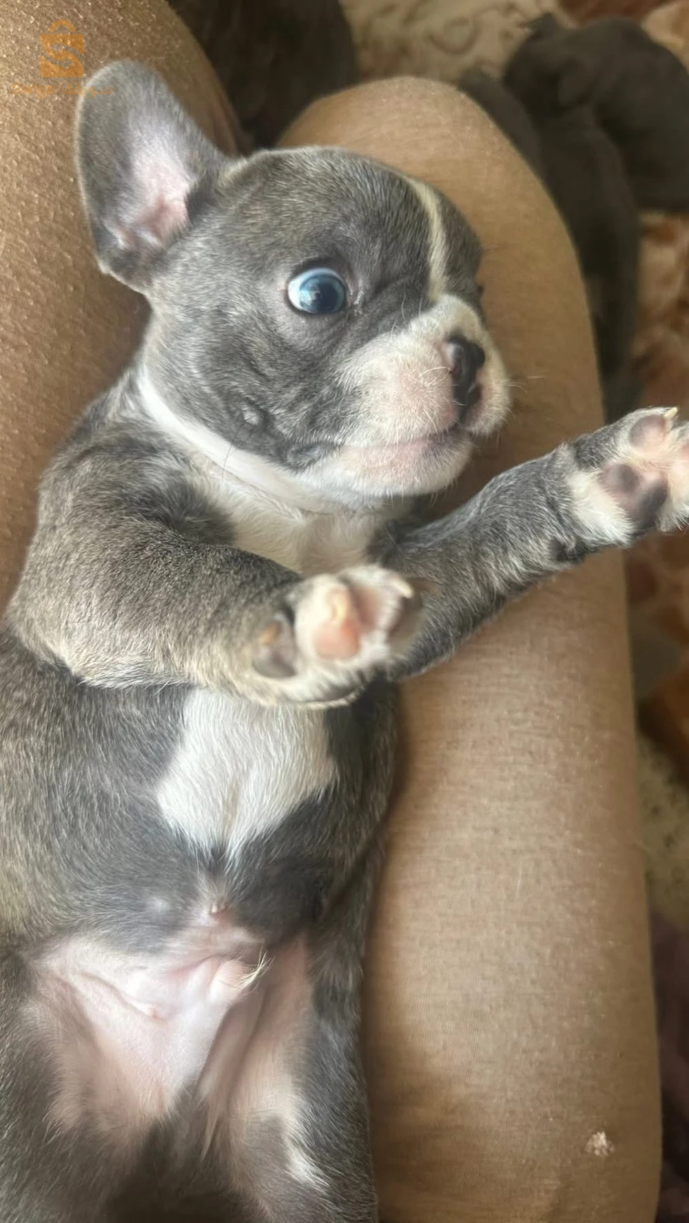 bouledogue Francais