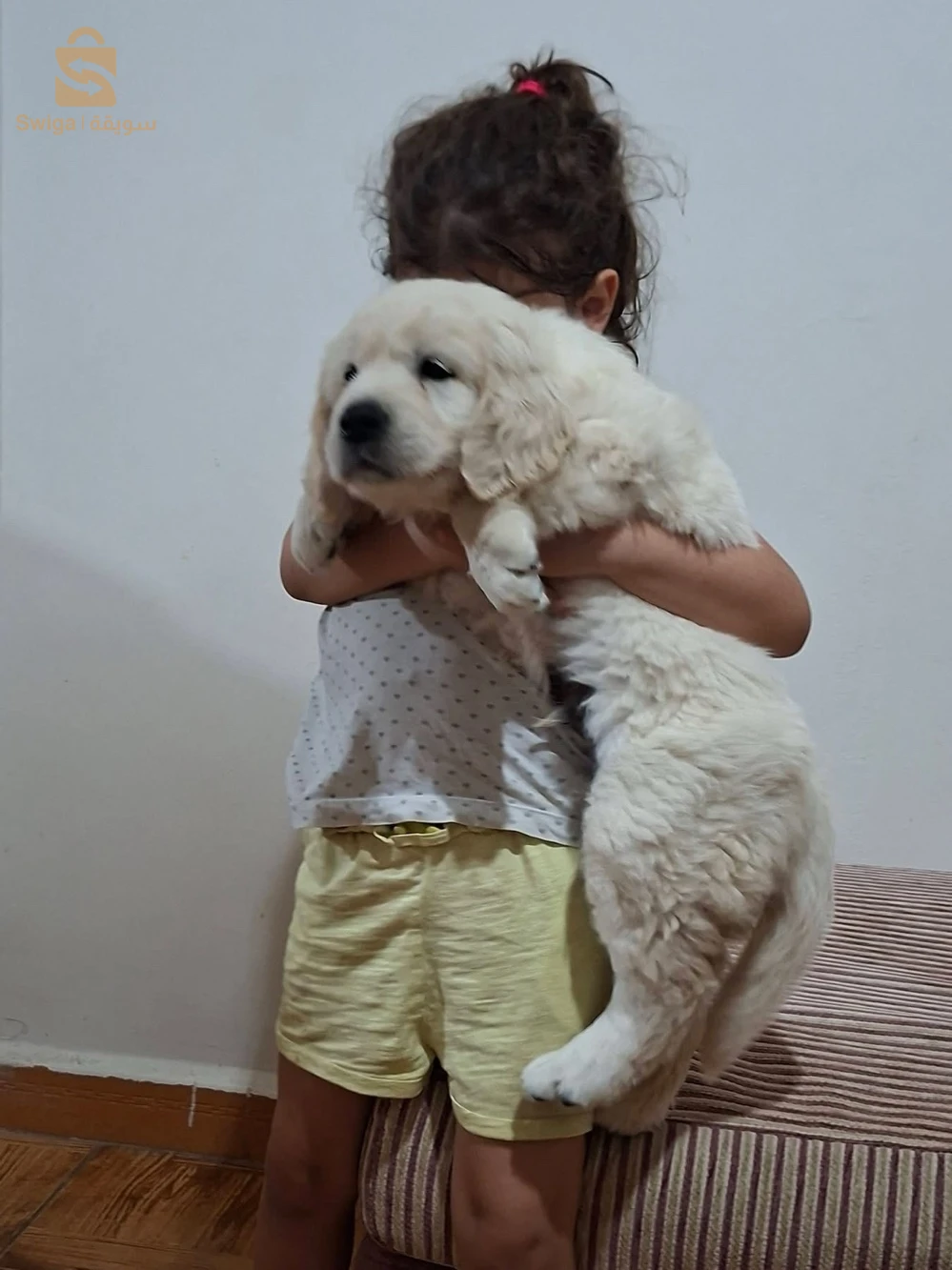 chiots Golden retriever