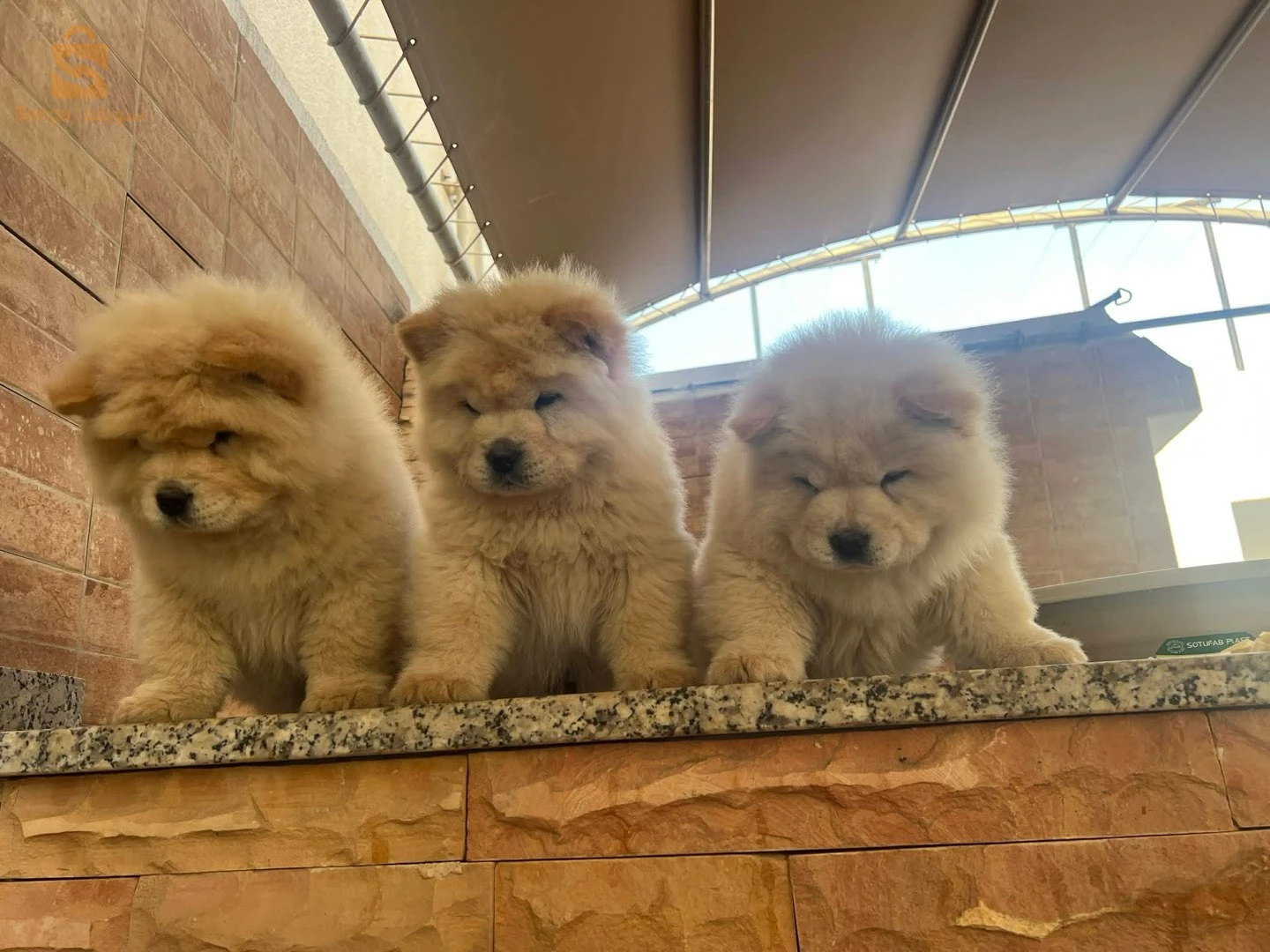 chowchow