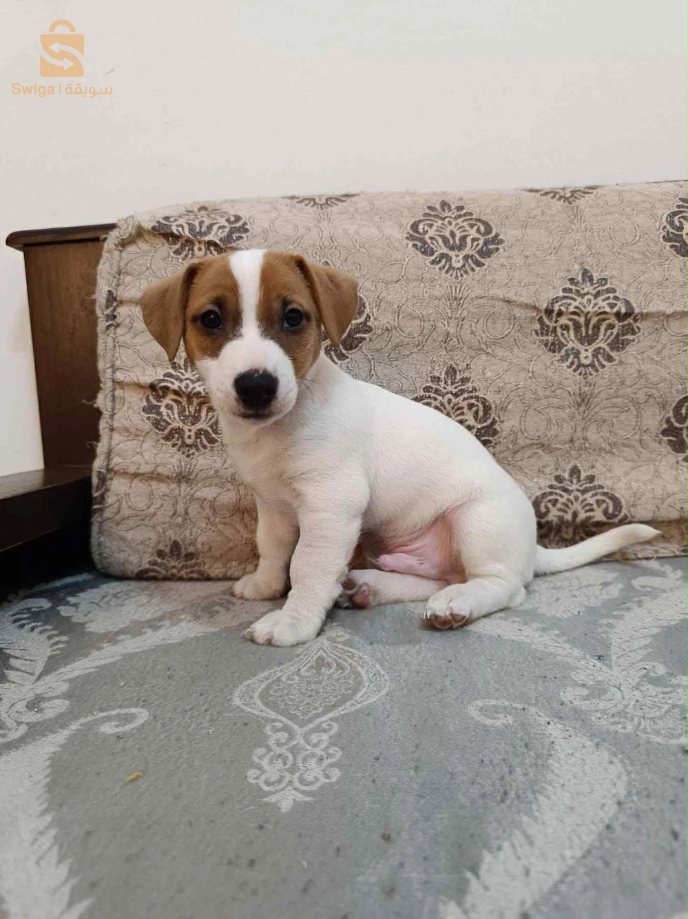 Jack Russell
