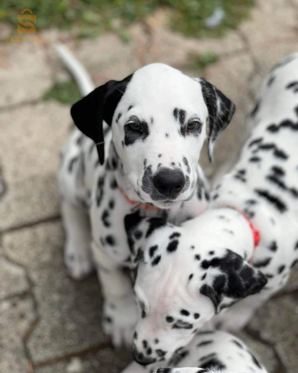 Dalmatiens