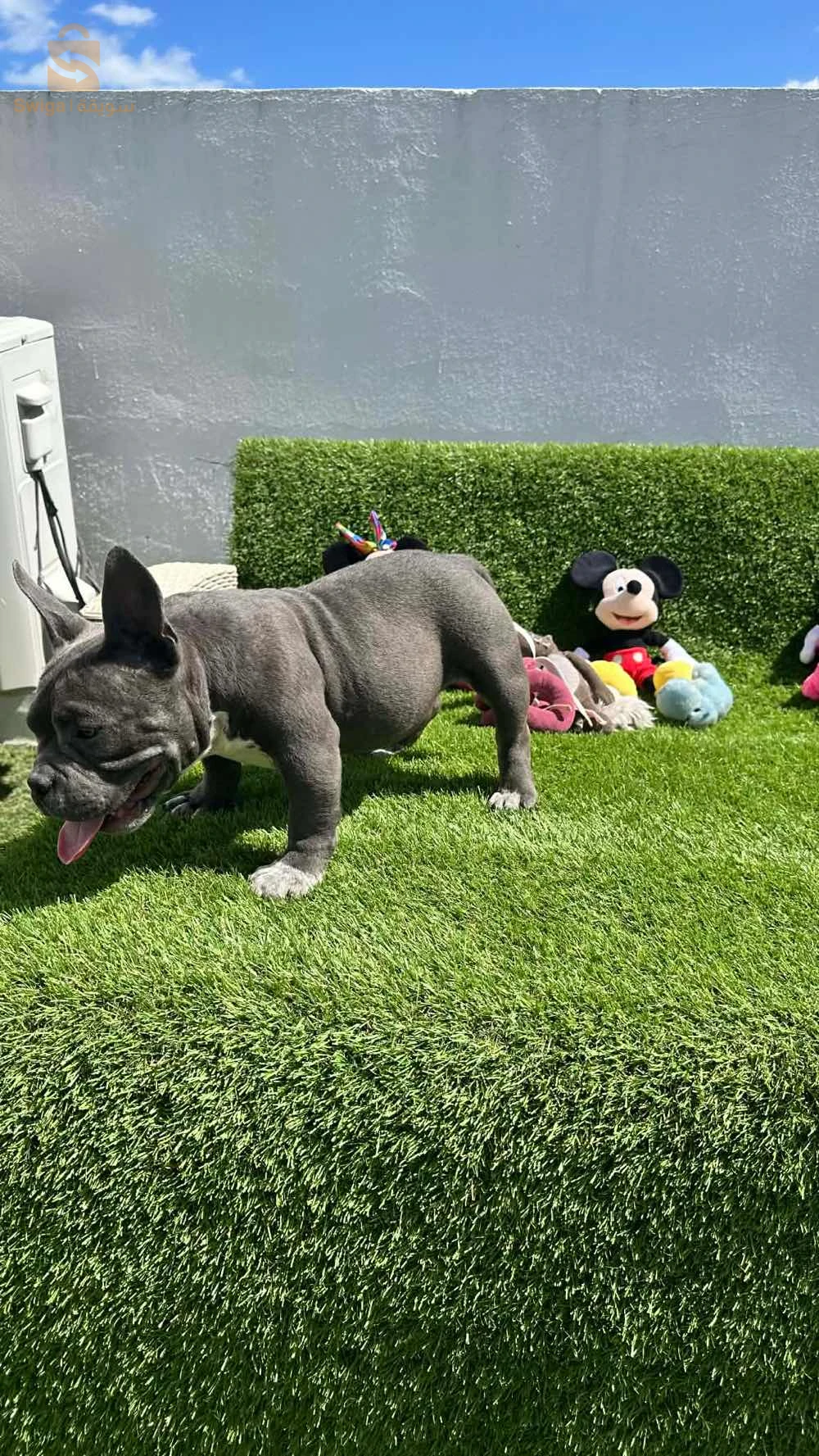 Americains BUlly