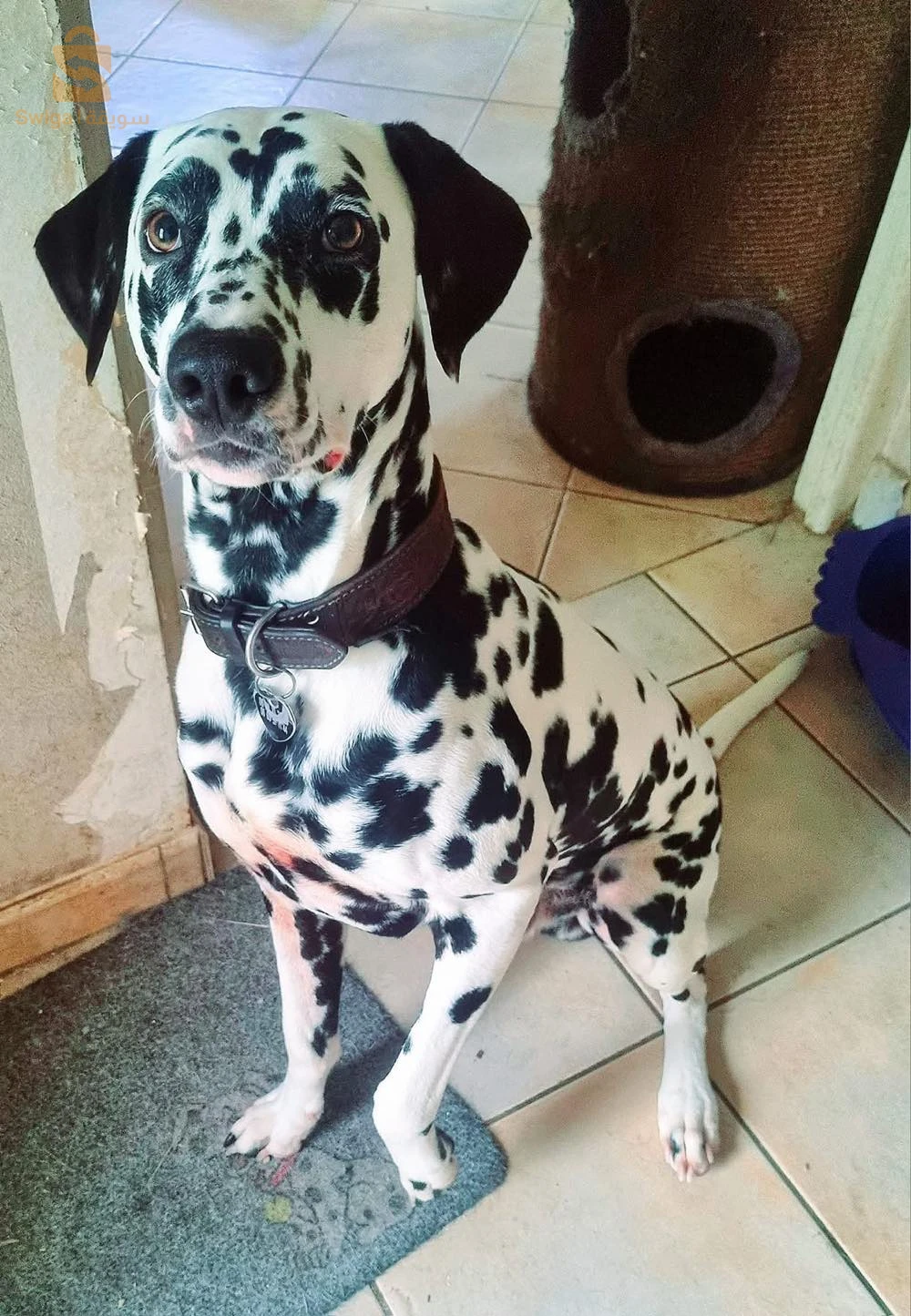 Dalmatiens