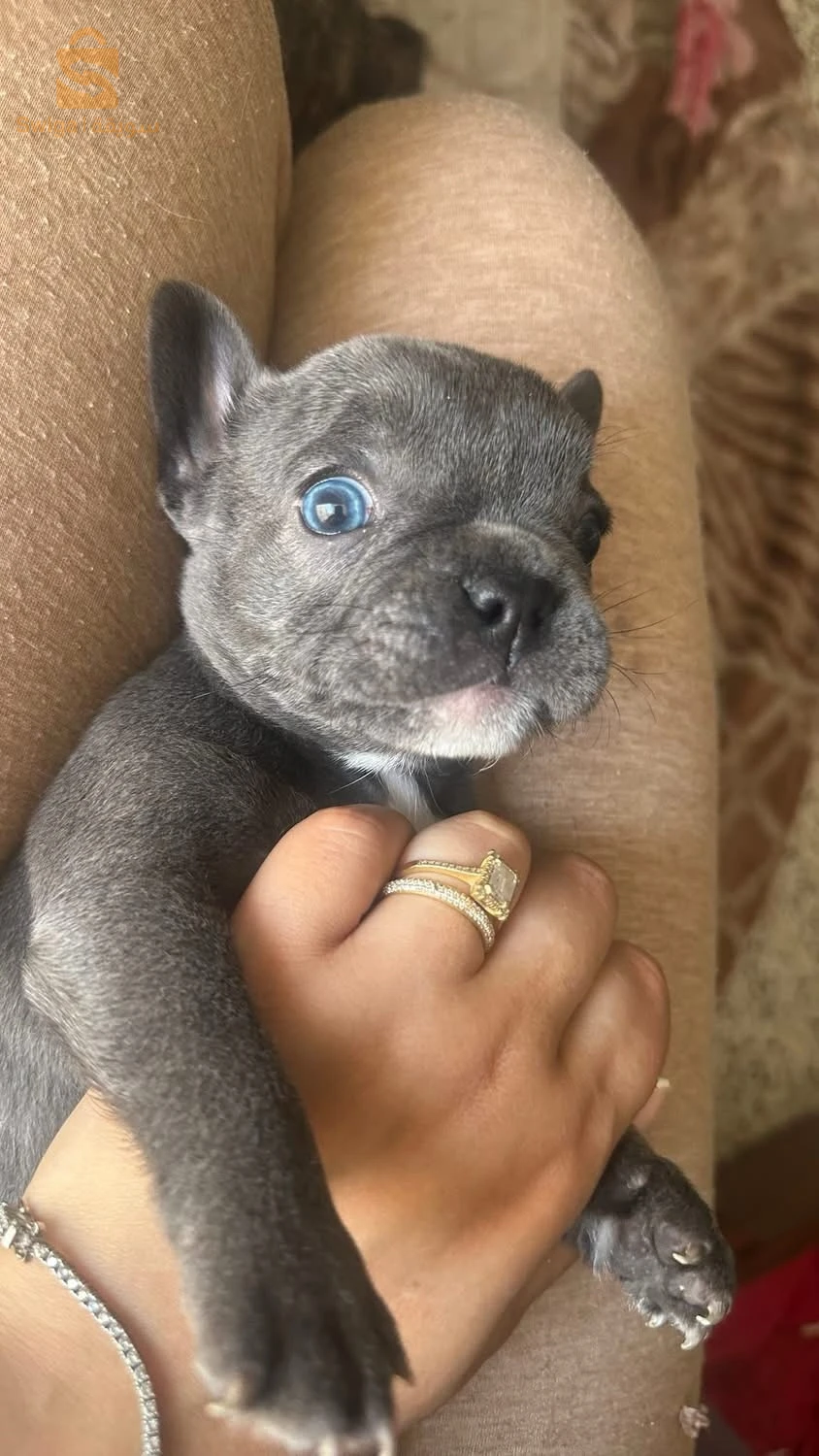 bouledogue Francais