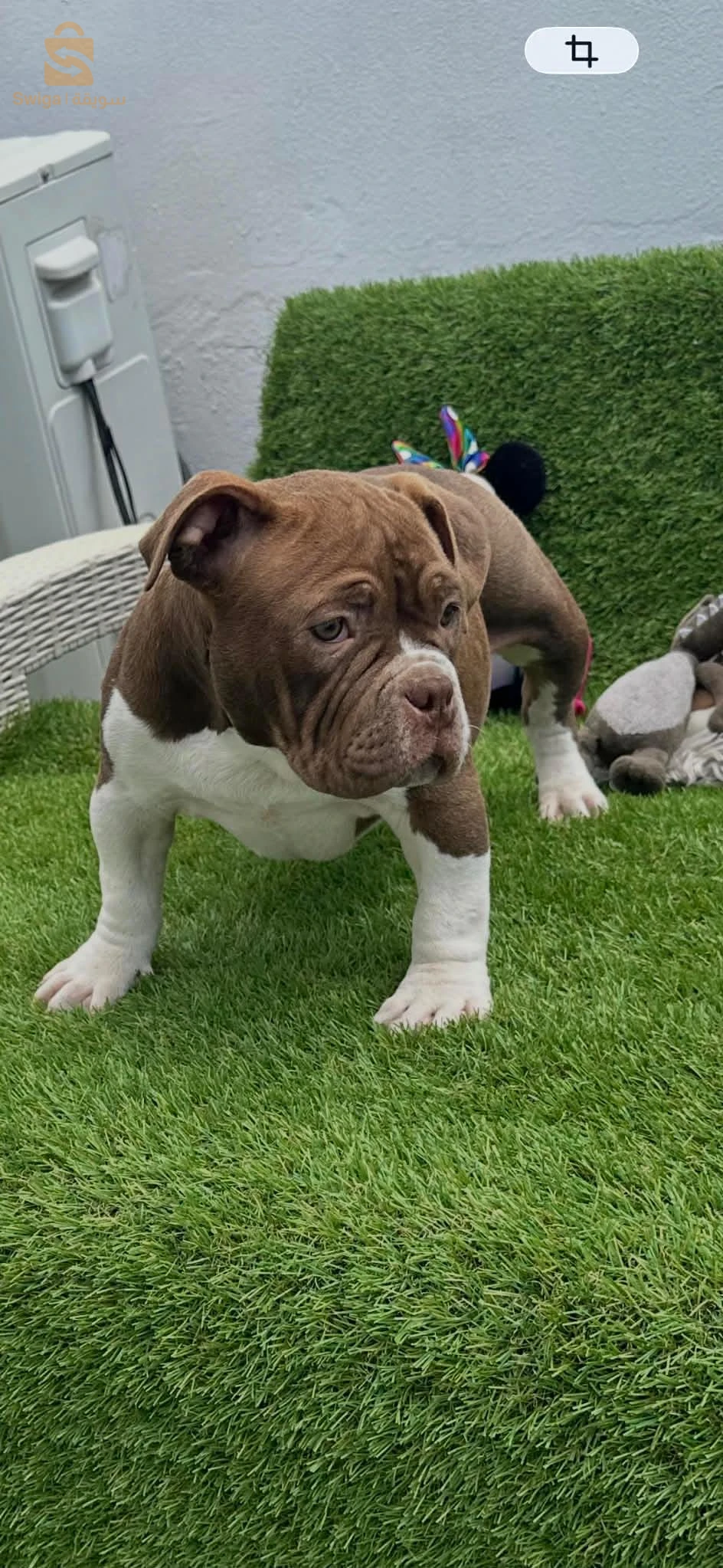 Americains BUlly