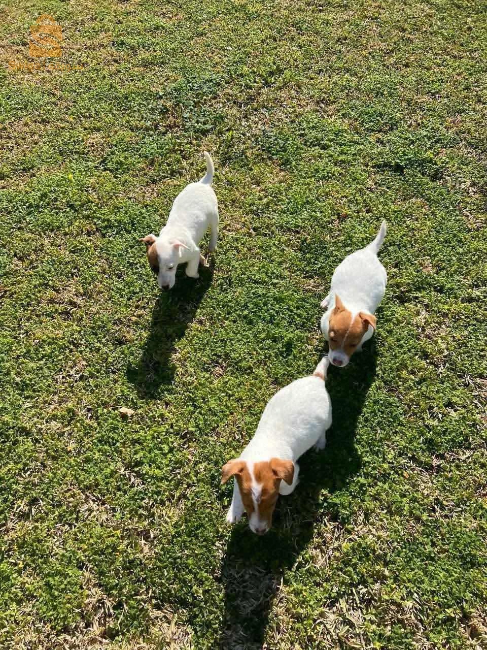 Jack Russell