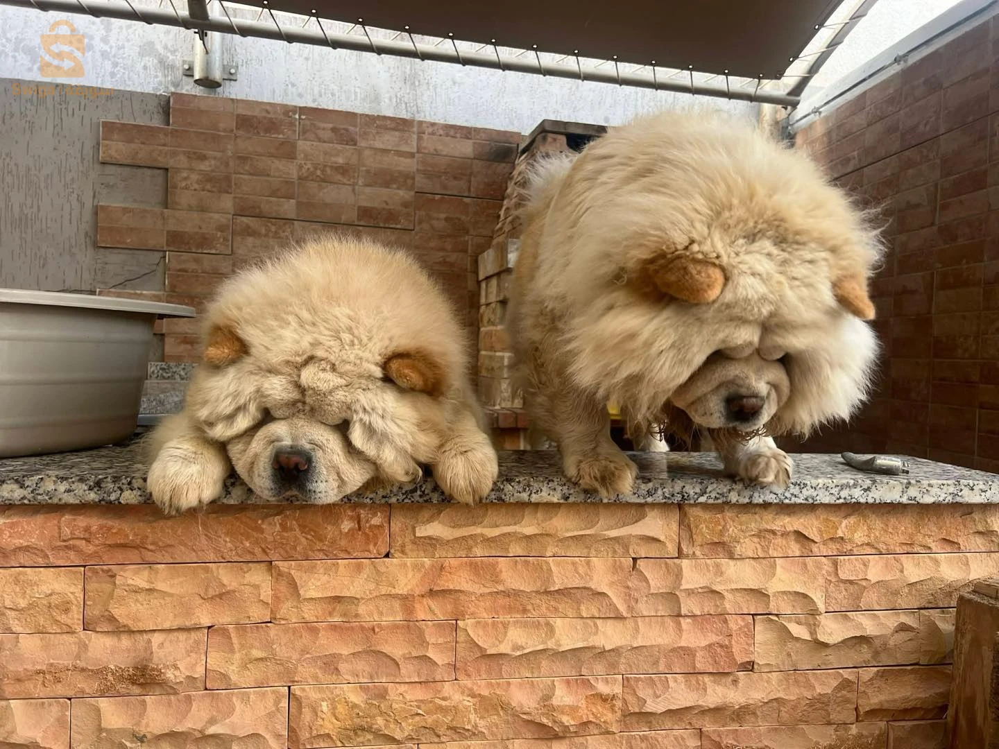 chowchow