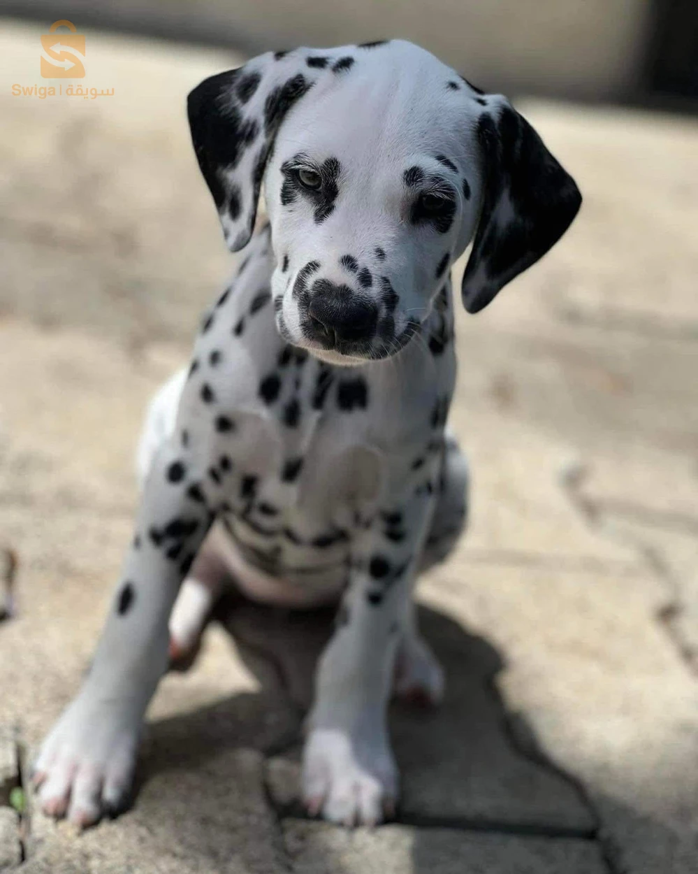 Dalmatiens