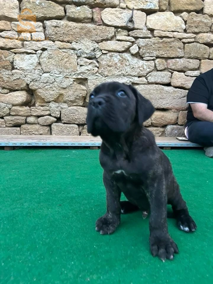 cane corso