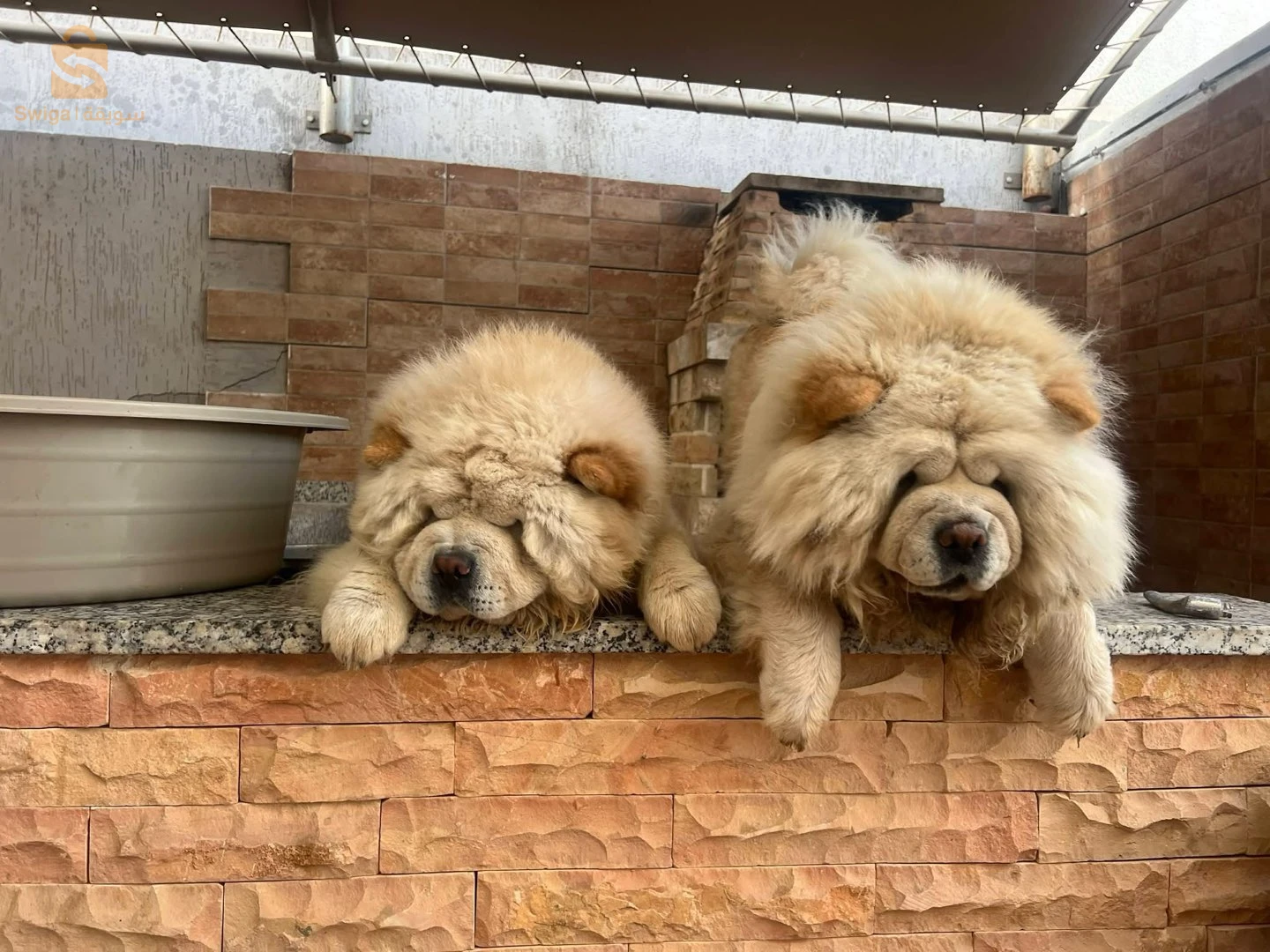ChoWChow