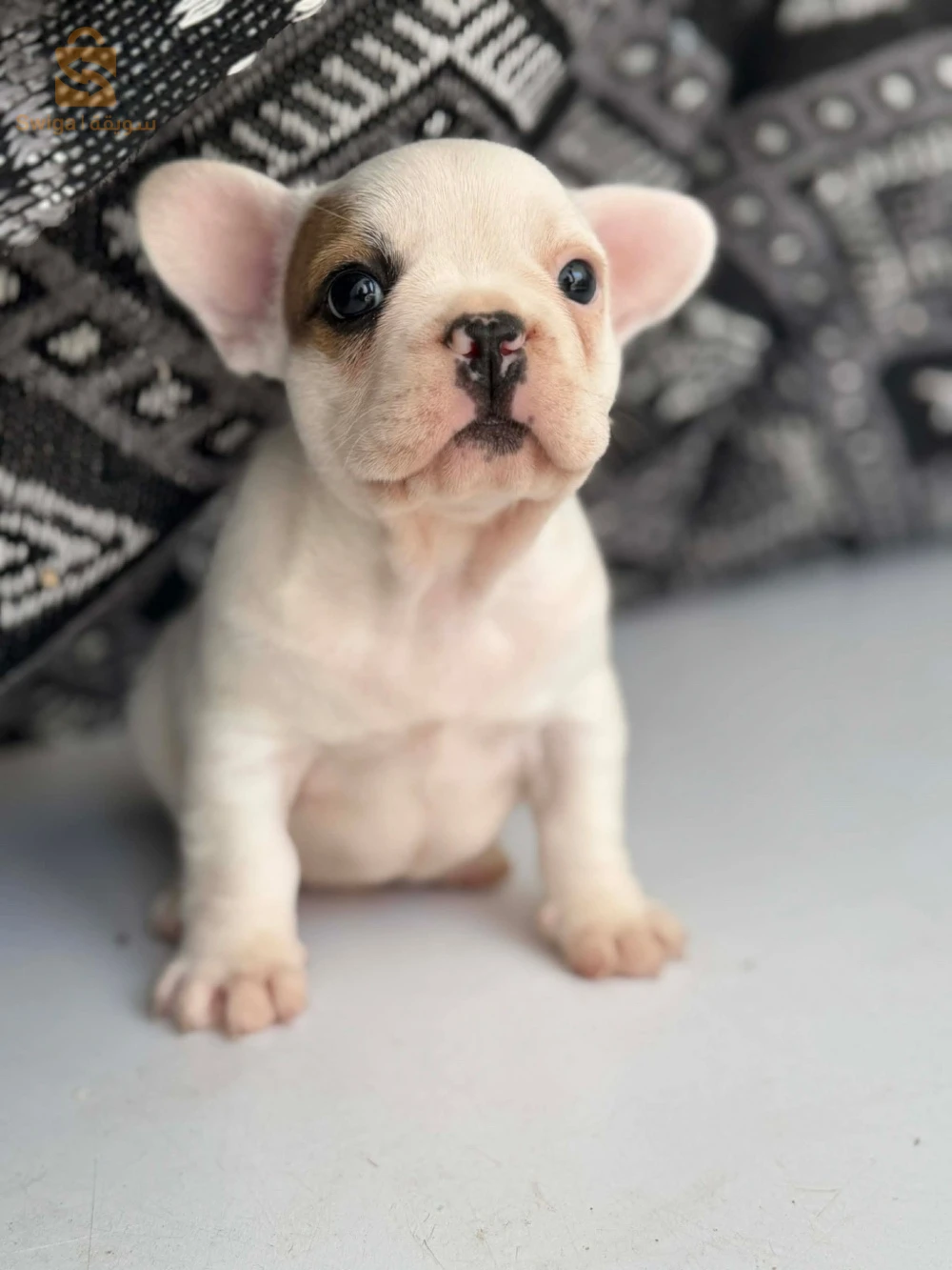 bouledogue Francais