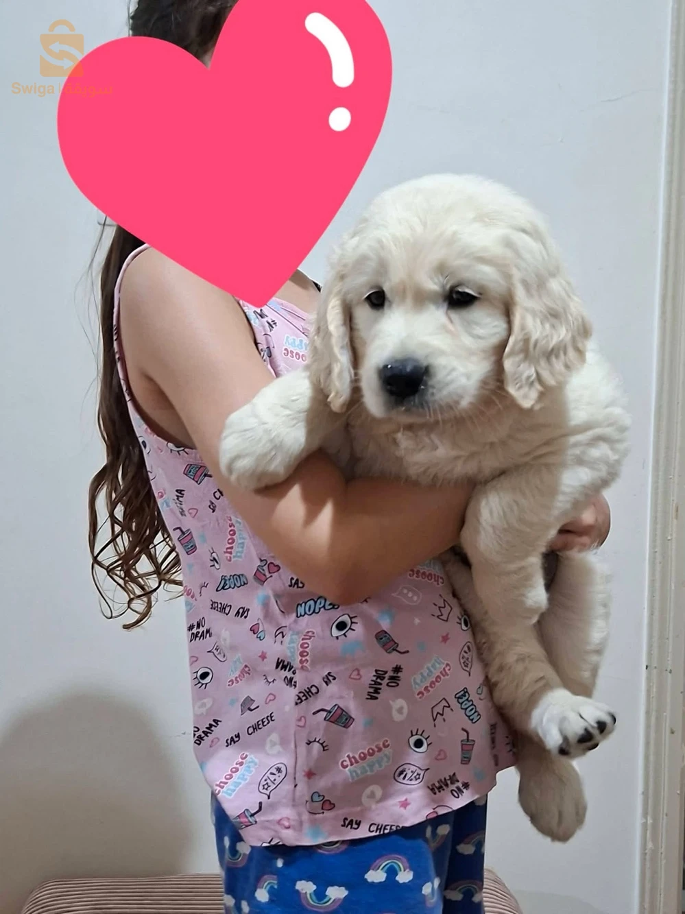 chiots Golden retriever
